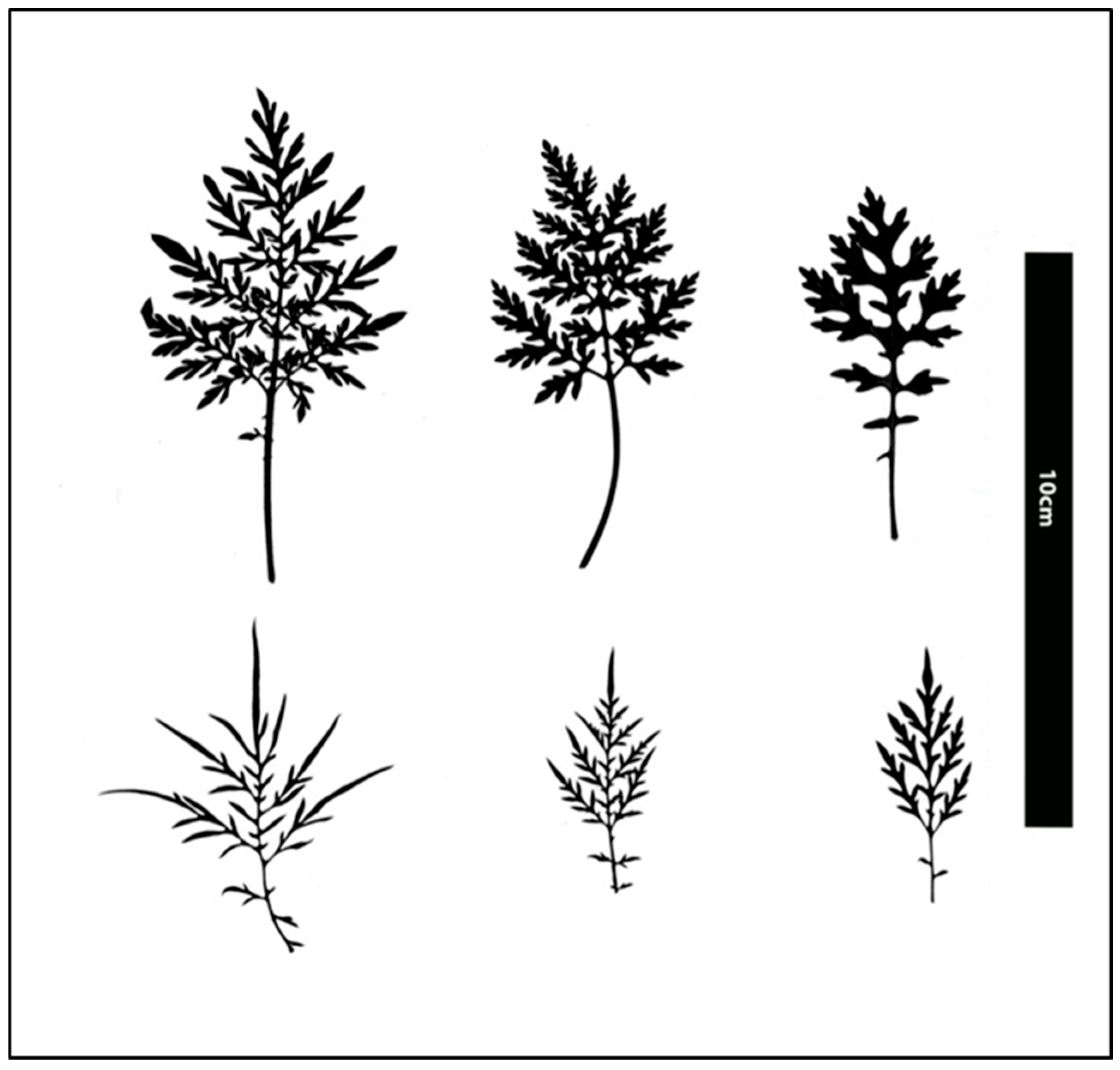 Plants 15 00214 g006