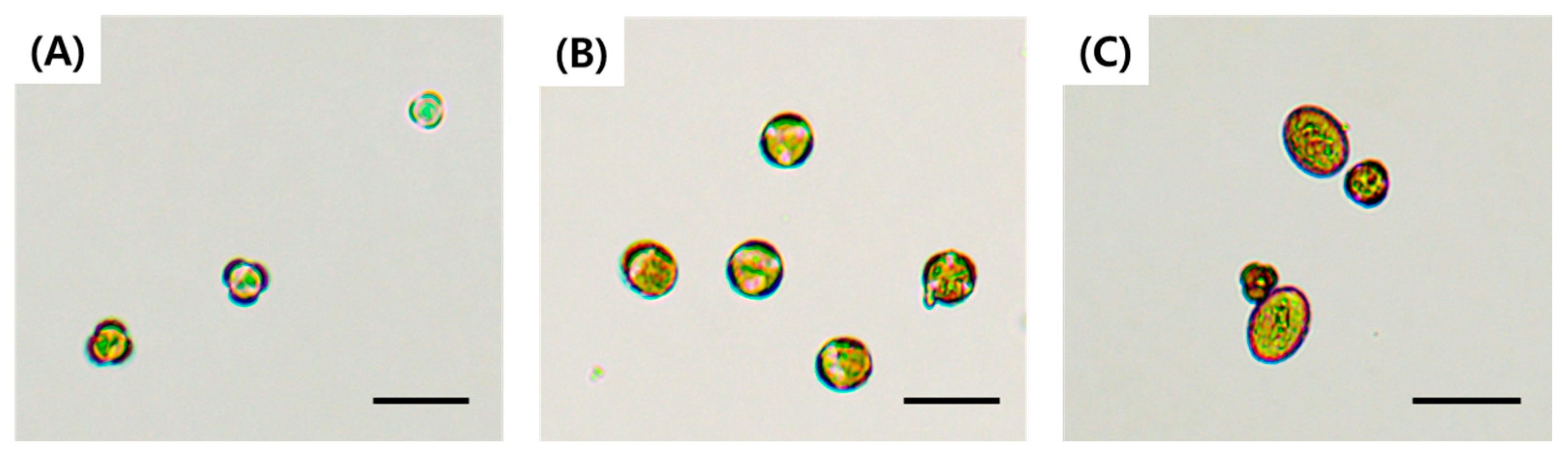 Plants 15 00221 g002
