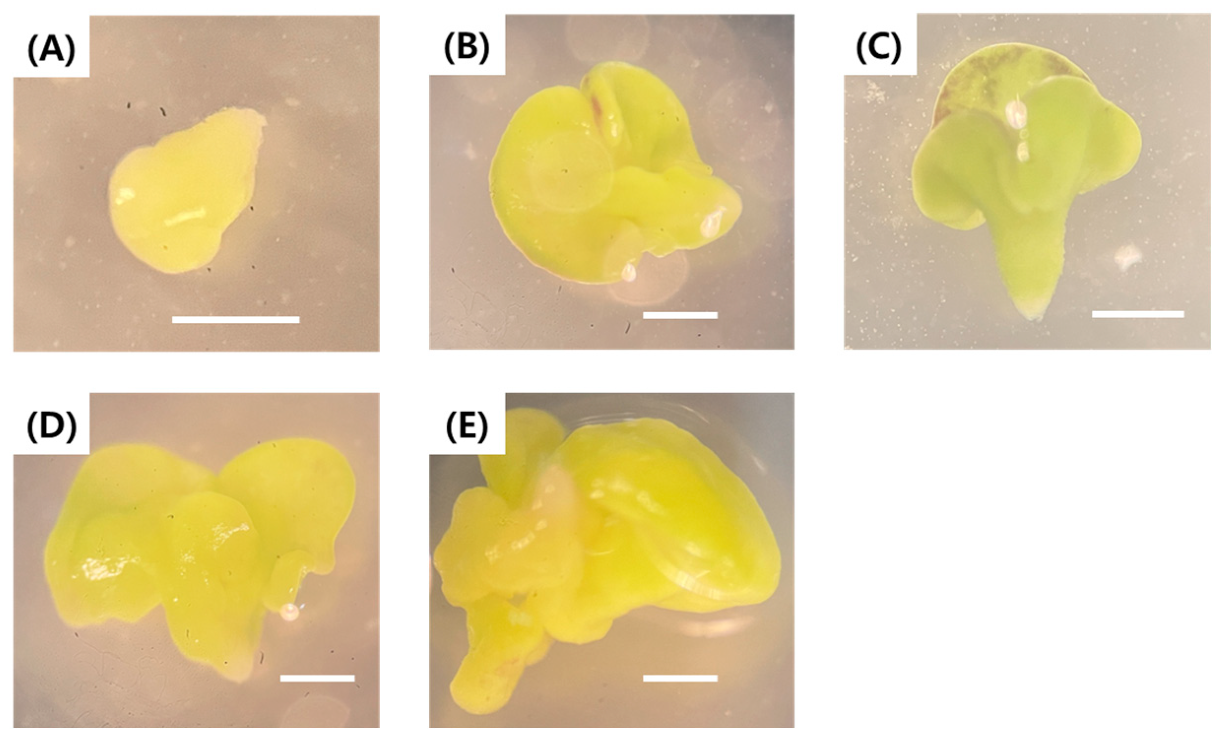 Plants 15 00221 g004