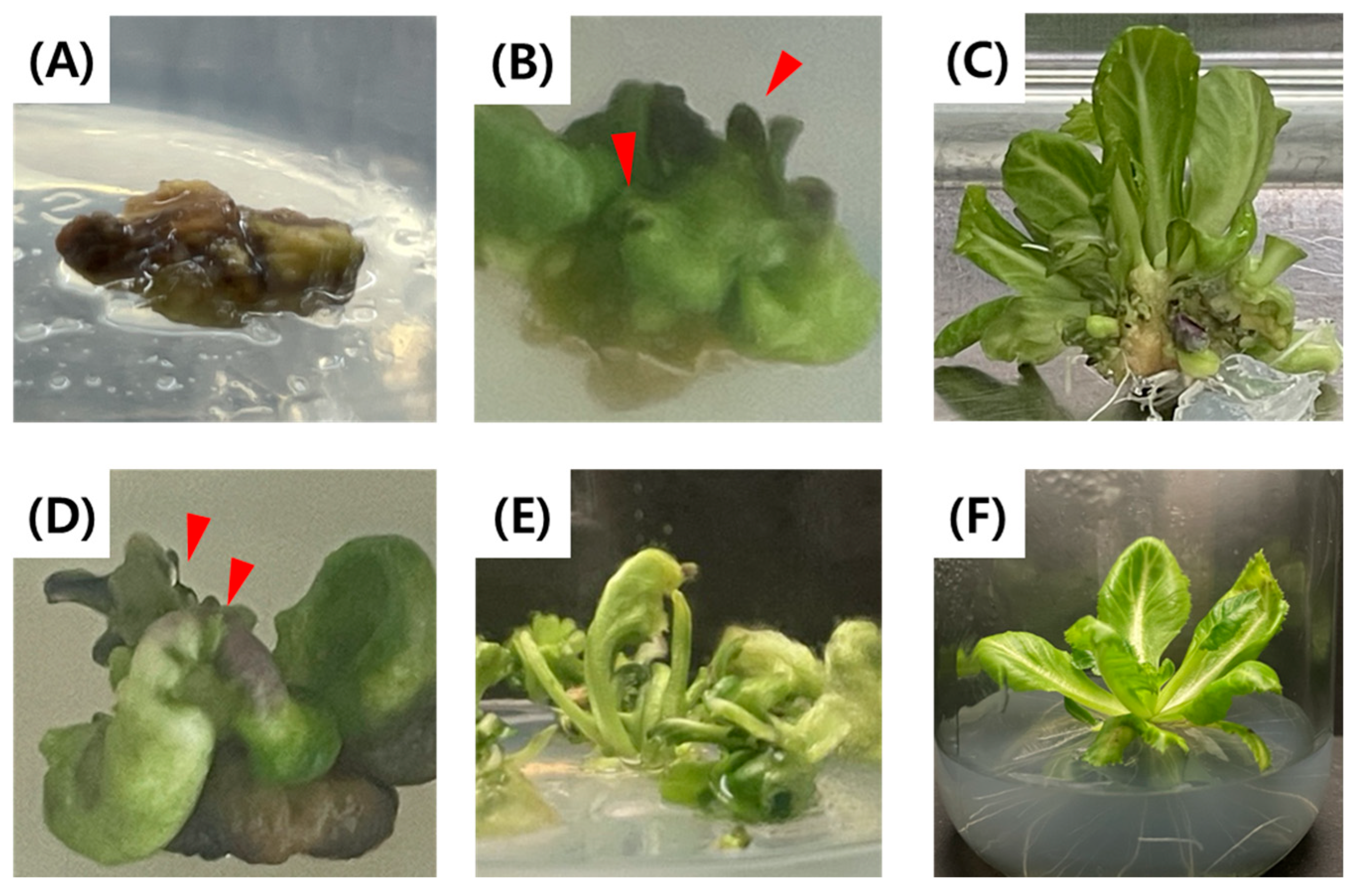 Plants 15 00221 g006