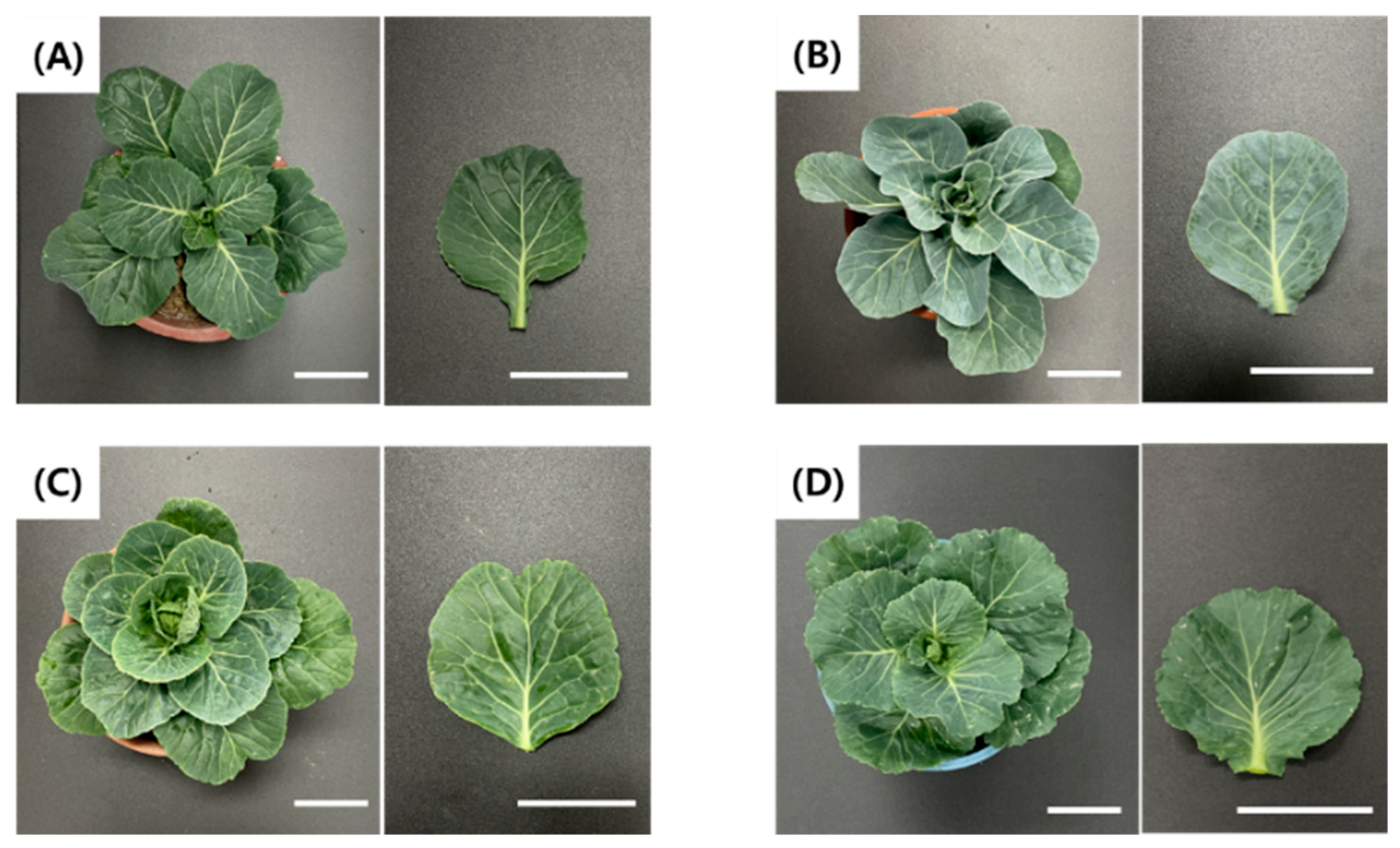 Plants 15 00221 g009