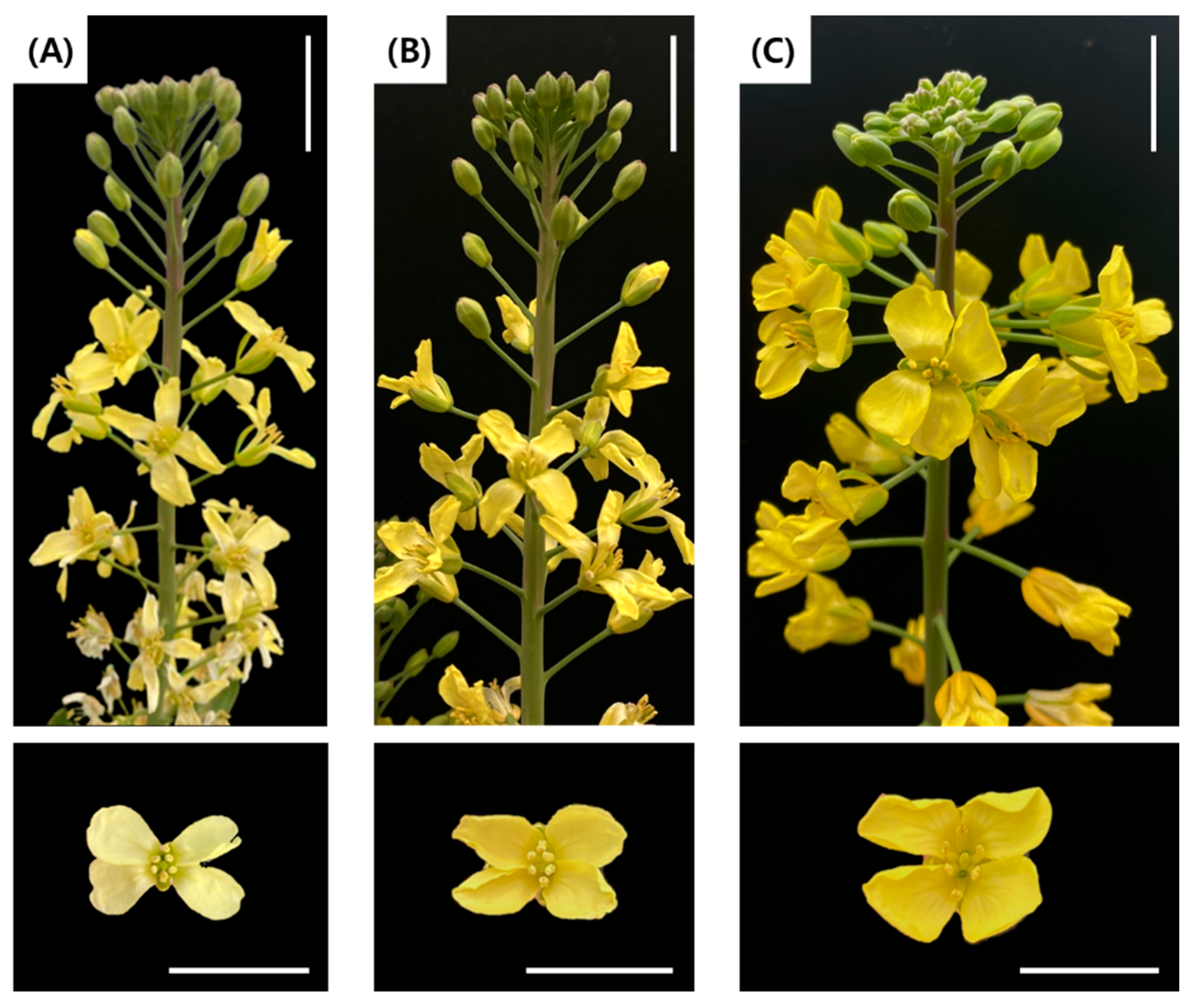 Plants 15 00221 g010