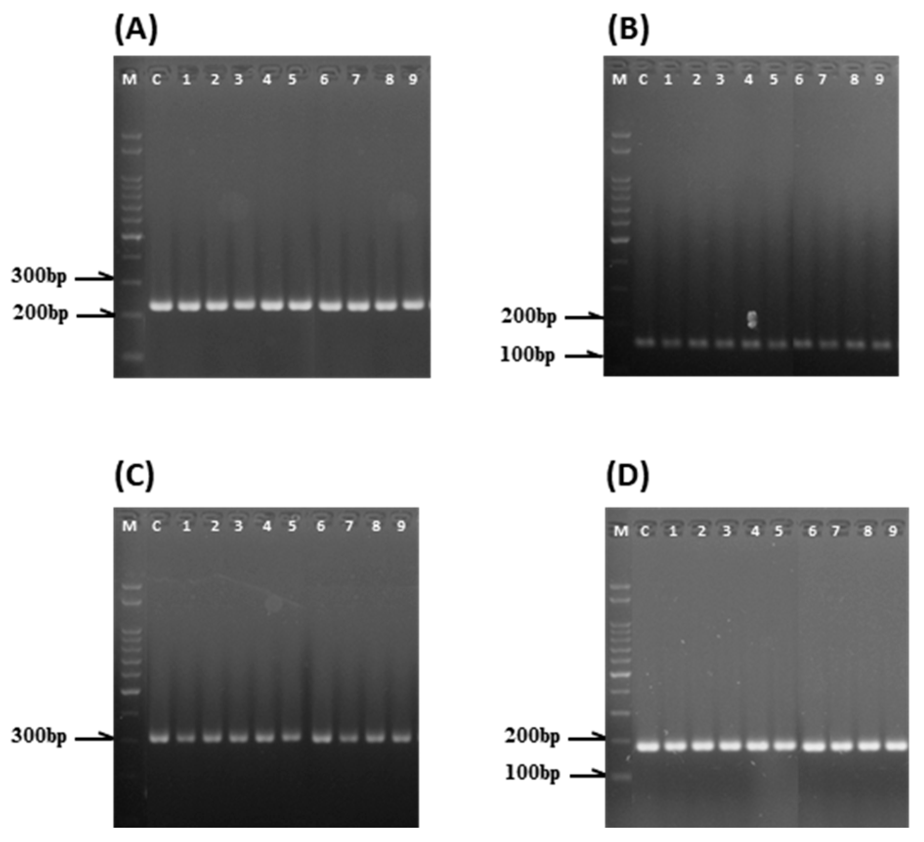 Plants 15 00221 g011