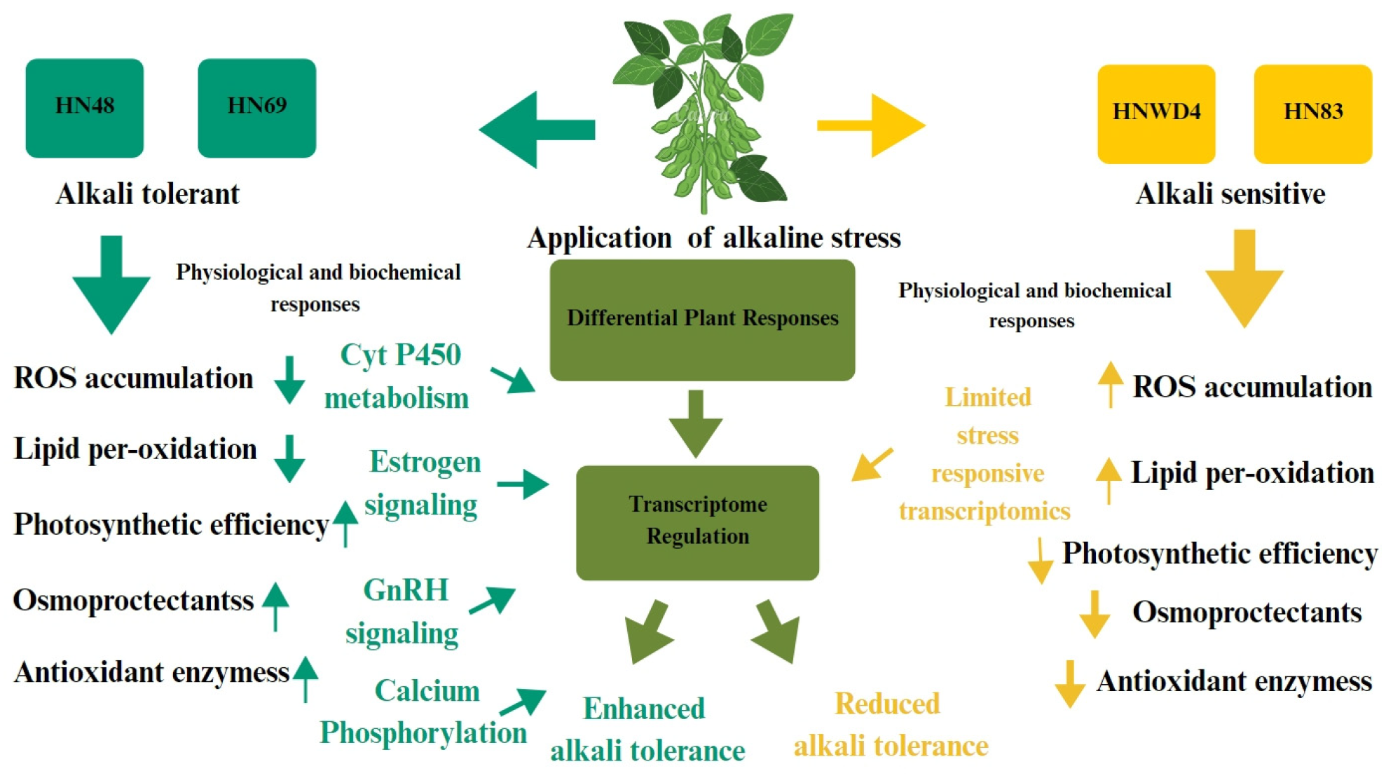 Plants 15 00222 g006 Plants 15 00222 g006