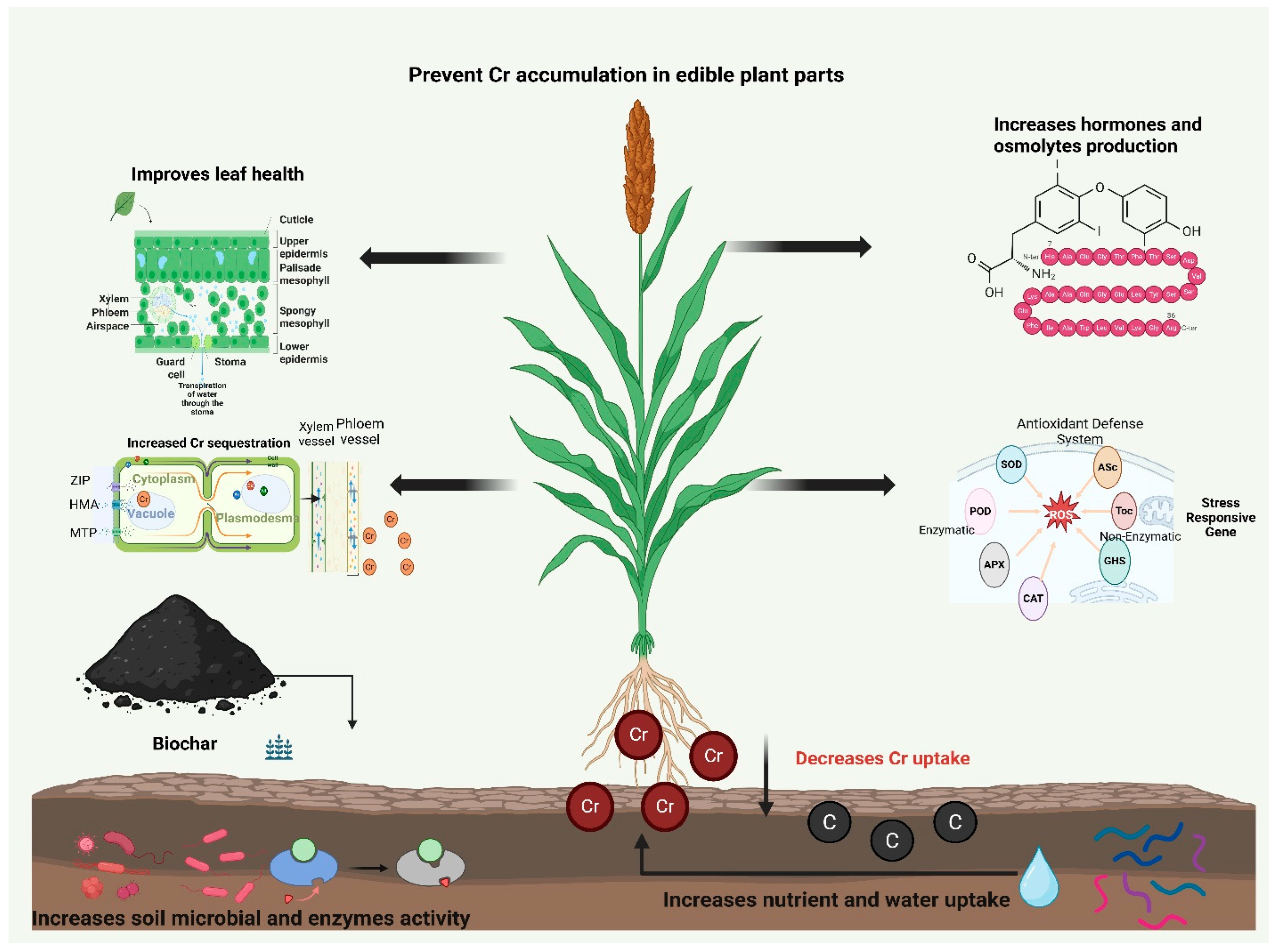 A Solution to Chromium Toxicity? Unlocking the Multi-Faceted Role