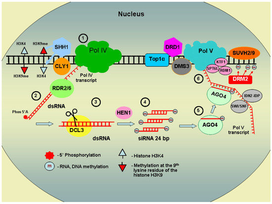 Gene Inactivation in Transgenic Plants—A Unique Model for Studying ...