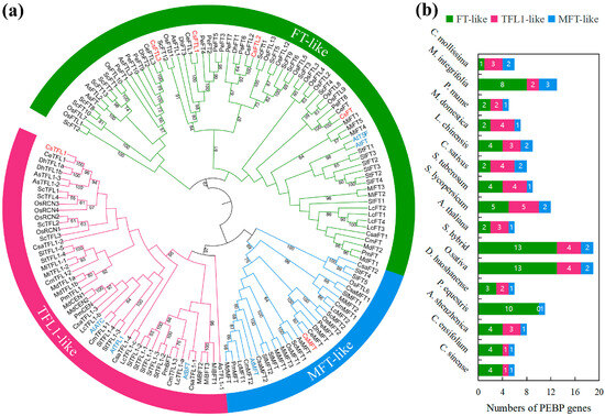 Genome-Wide Identification and Expression Analysis of the PEBP Gene ...