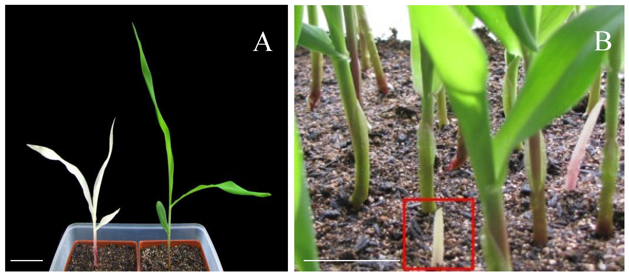 Plants 15 00266 g001