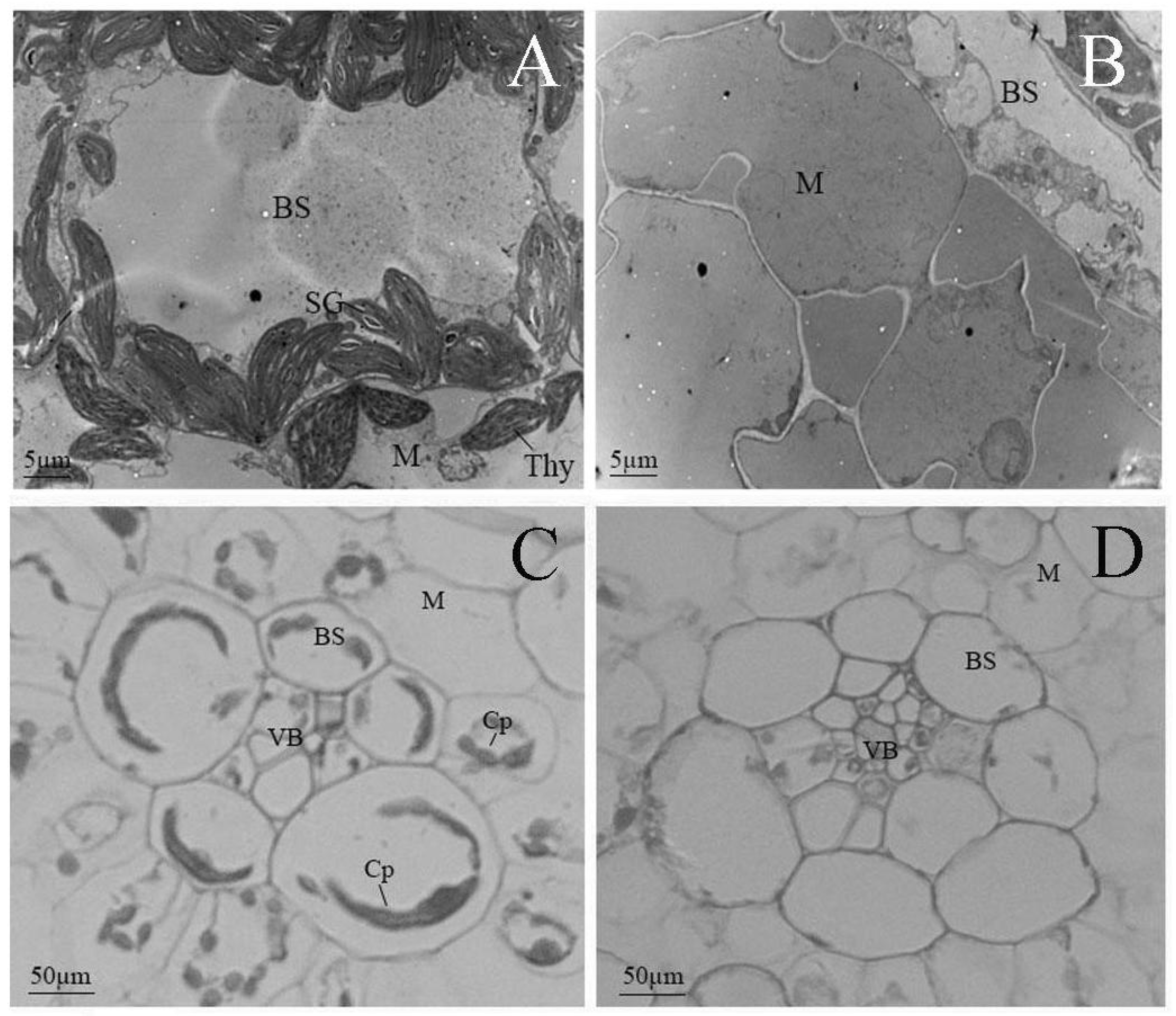 Plants 15 00266 g002