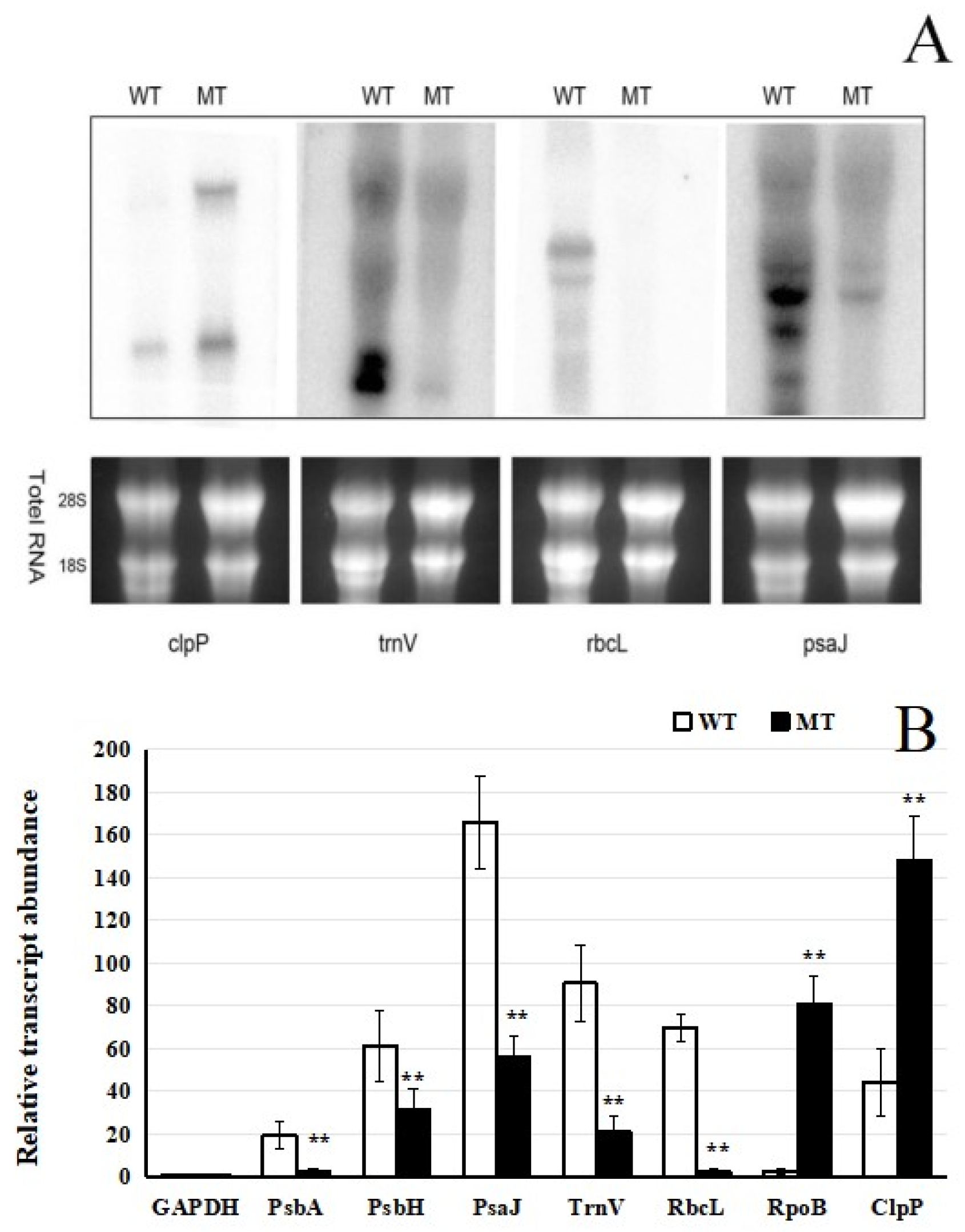 Plants 15 00266 g003