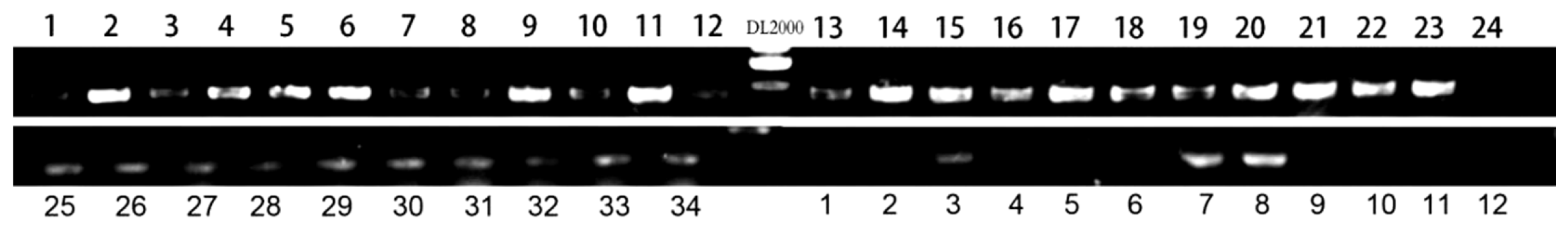 Plants 15 00266 g004