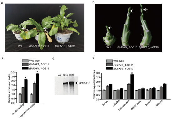 BjuFKF1_1, a Plant-Specific LOV Blue Light Receptor Gene