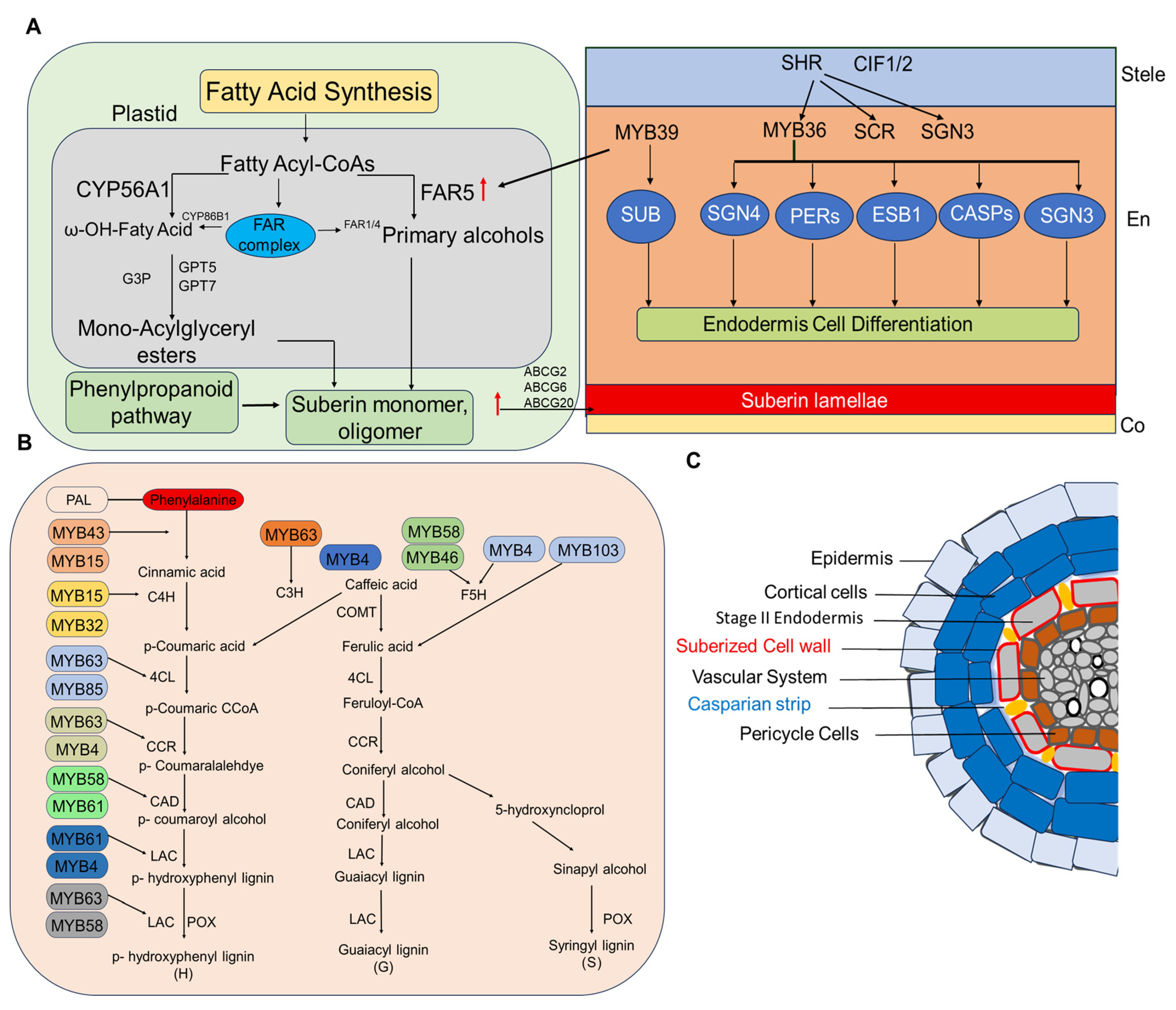 Plants 15 00275 g004