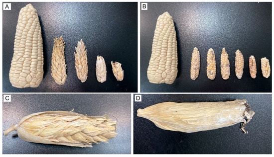 Morphological and Phenological Diversity of Pod Corn (Zea mays Var.  Tunicata) from Mexico and Its Functional Traits Under Contrasting  Environments