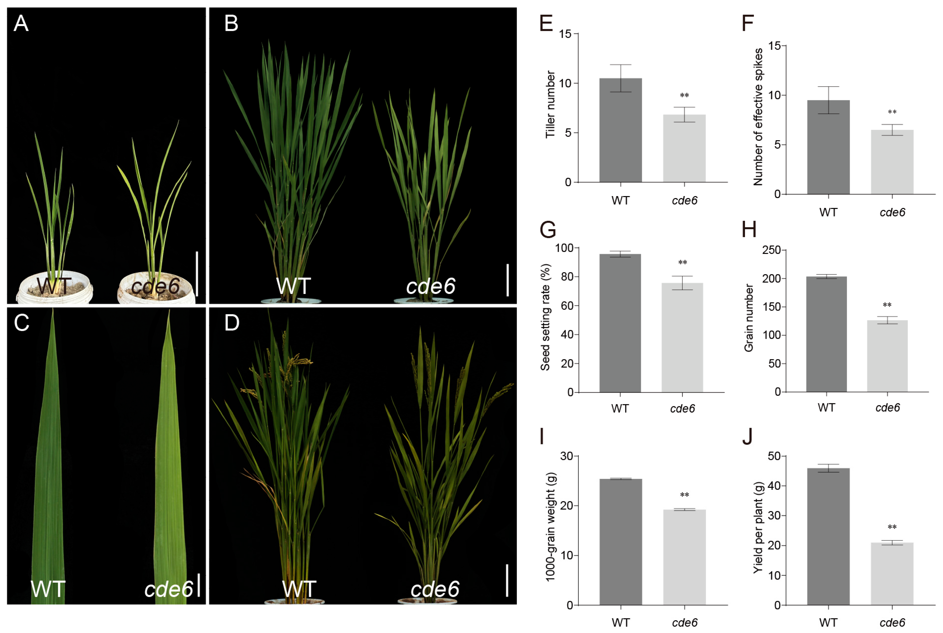 Plants 15 00284 g001