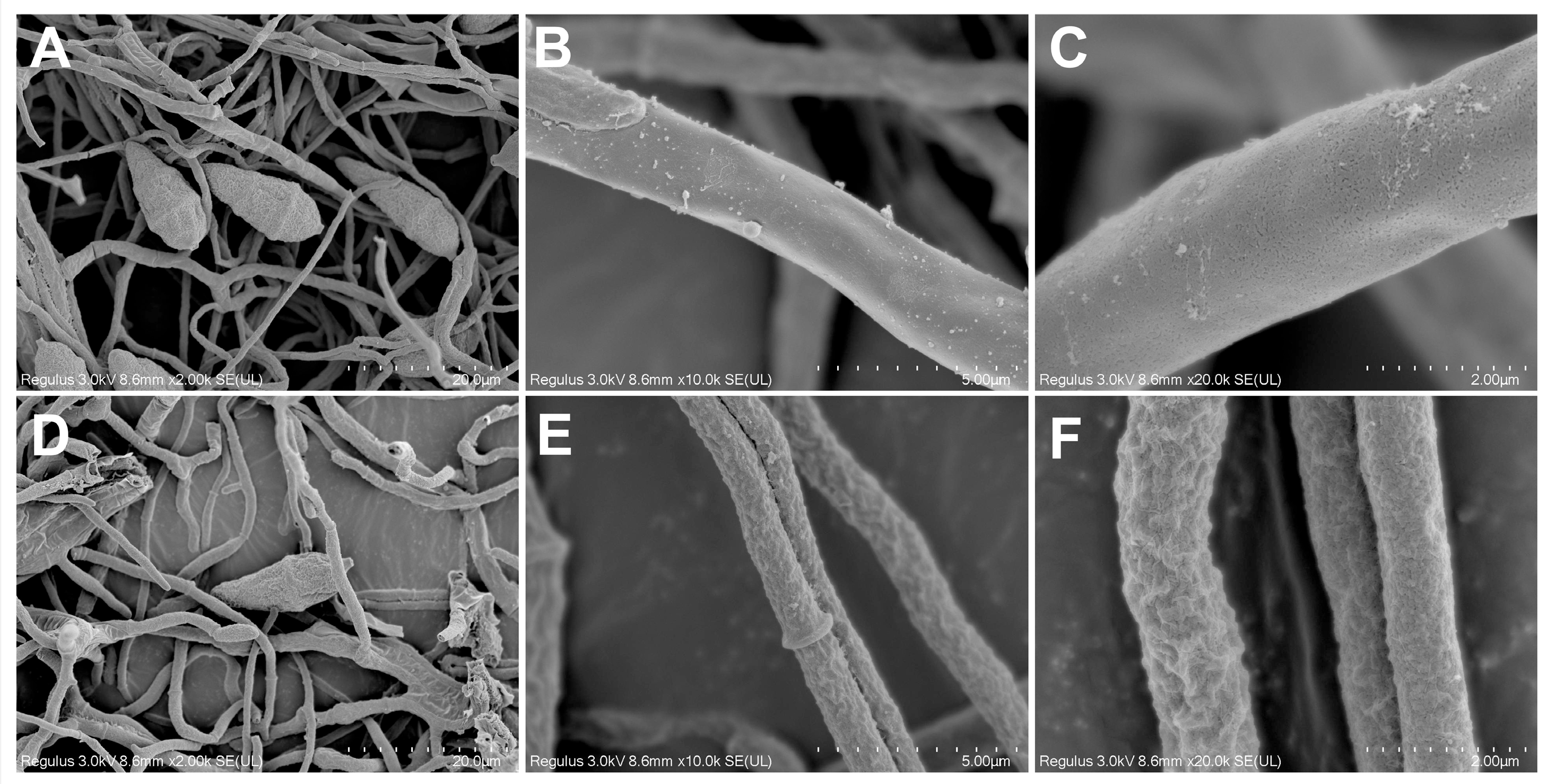 Plants 15 00332 g005