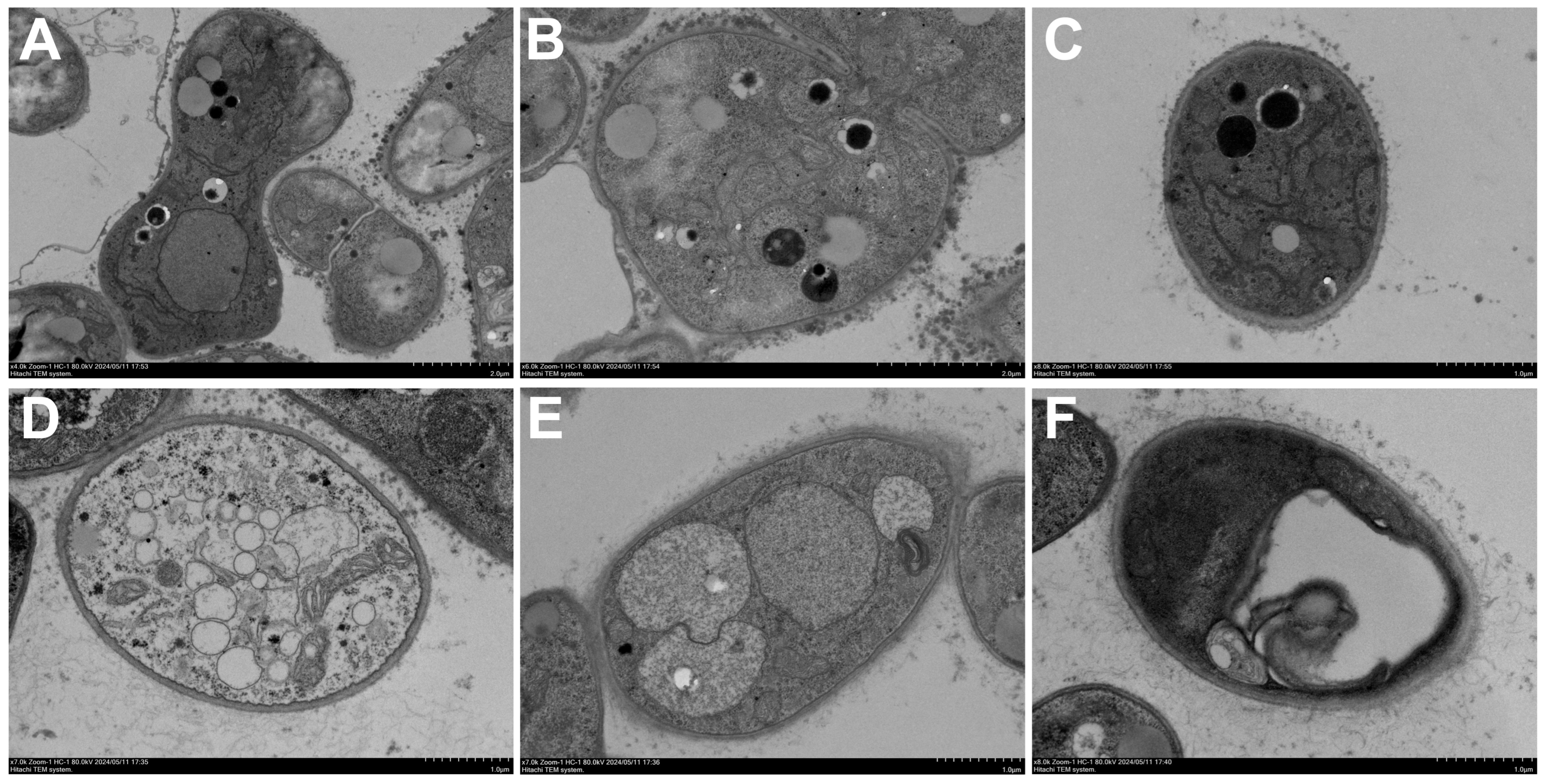 Plants 15 00332 g006