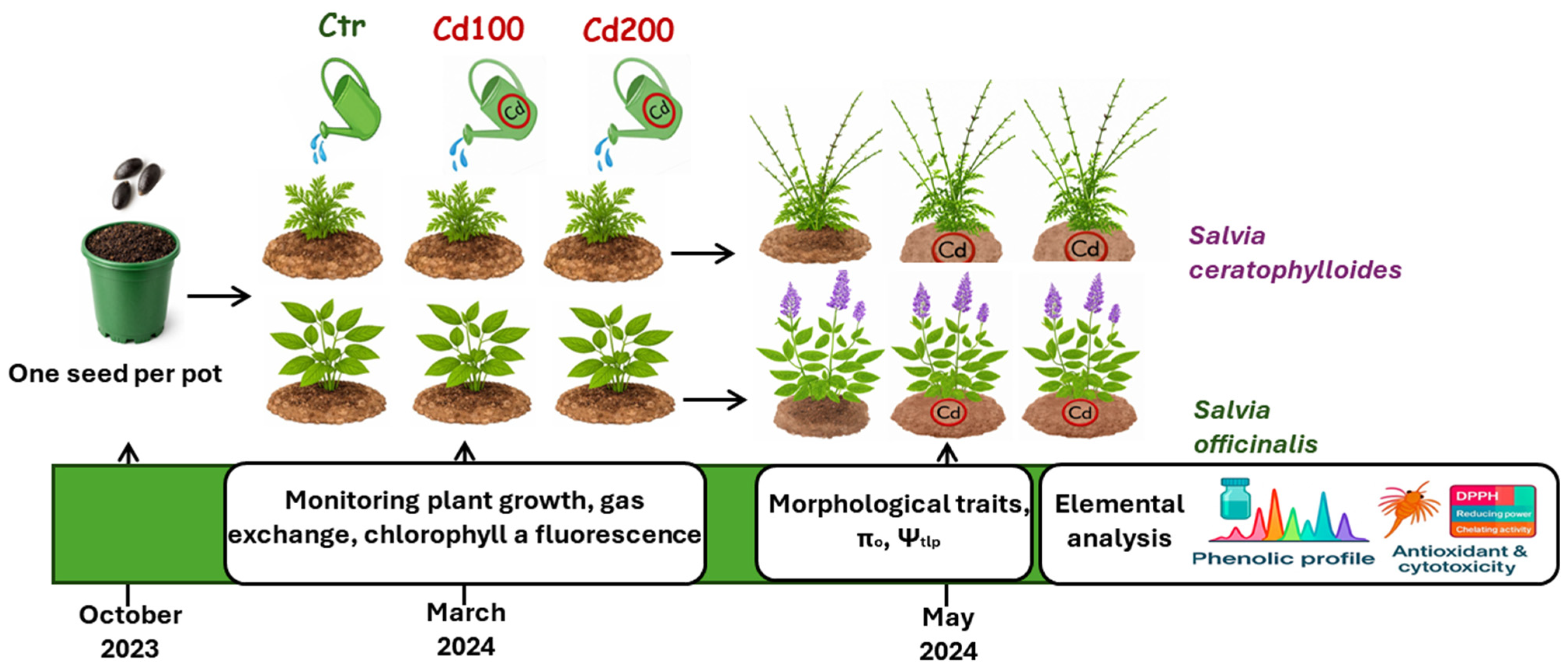 Plants 15 00375 g001
