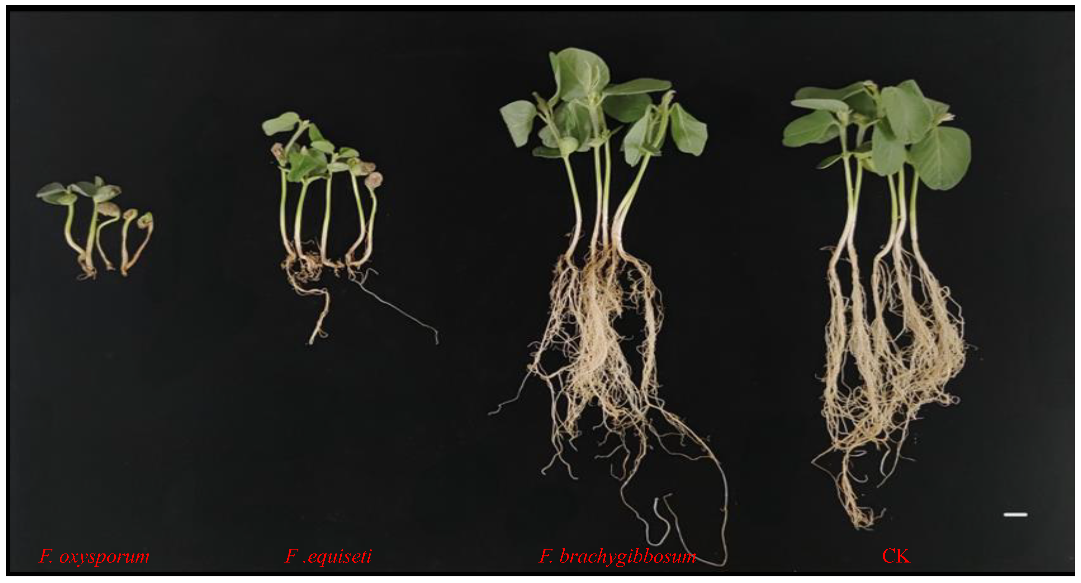 Plants 15 00379 g003 Plants 15 00379 g003