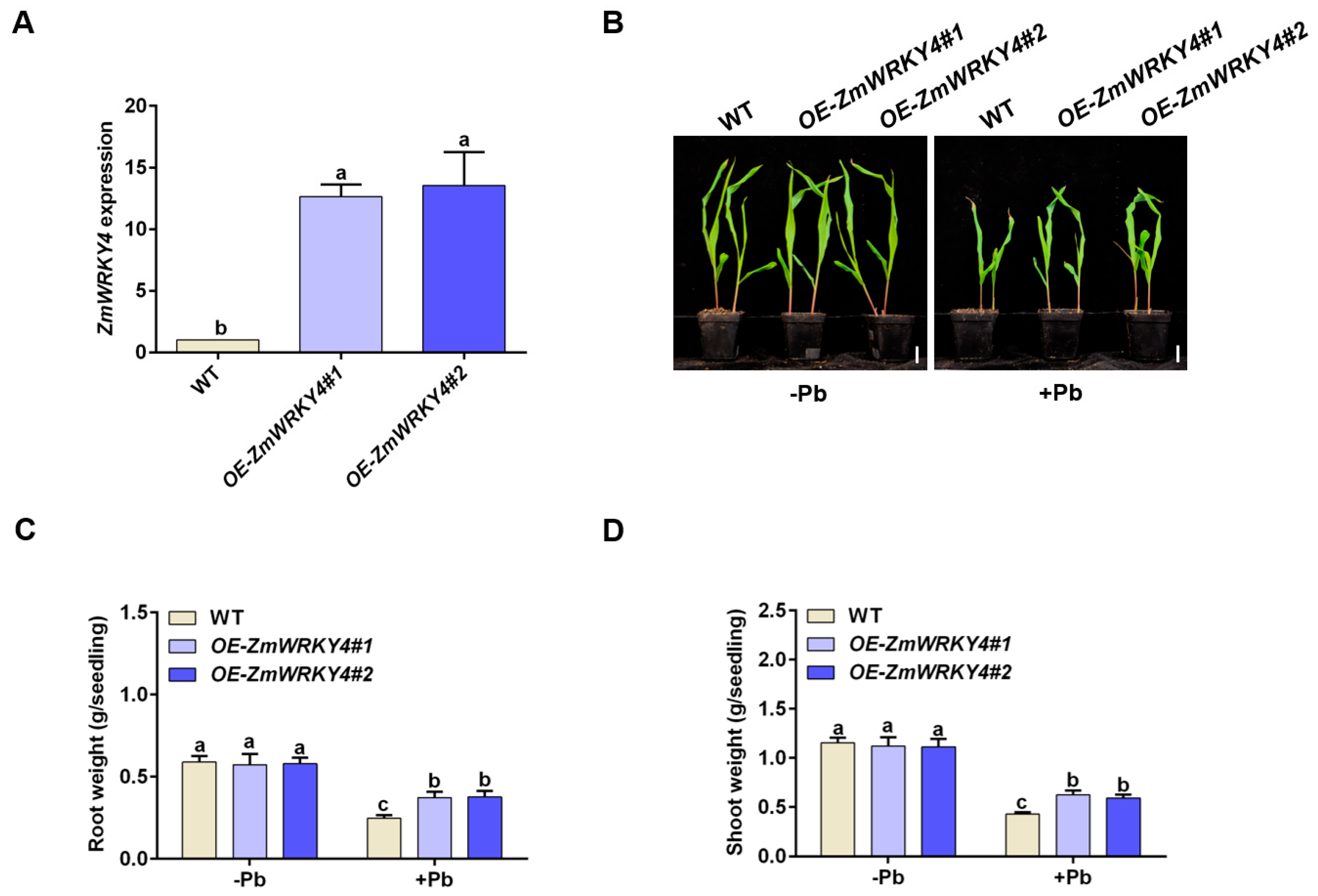Plants 15 00394 g002
