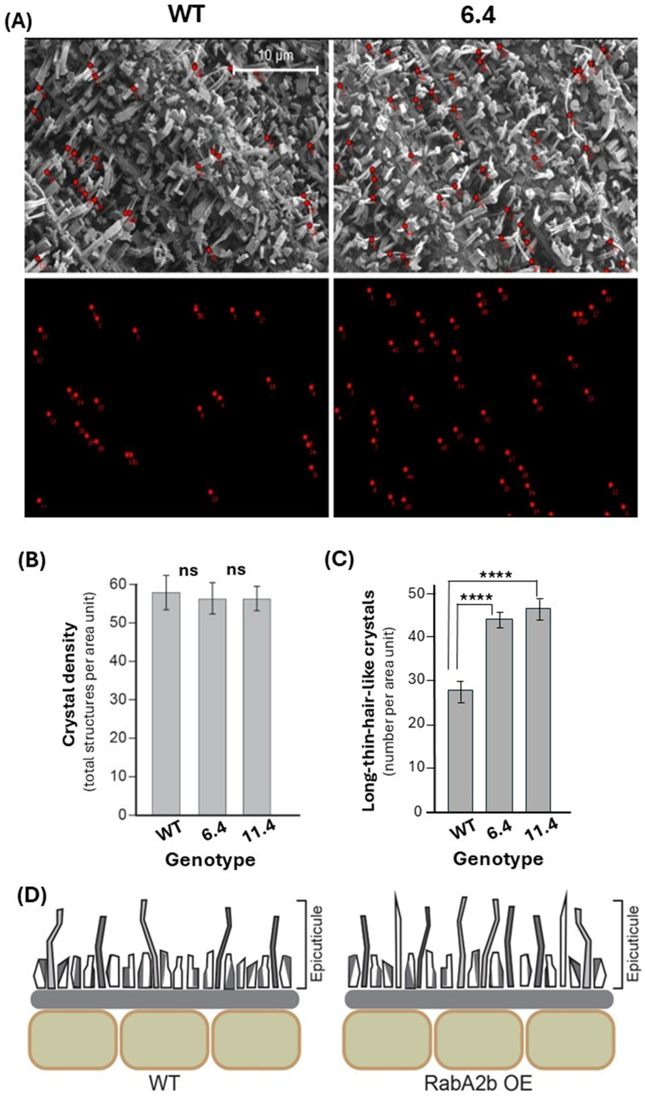 Plants 15 00408 g002 Plants 15 00408 g002