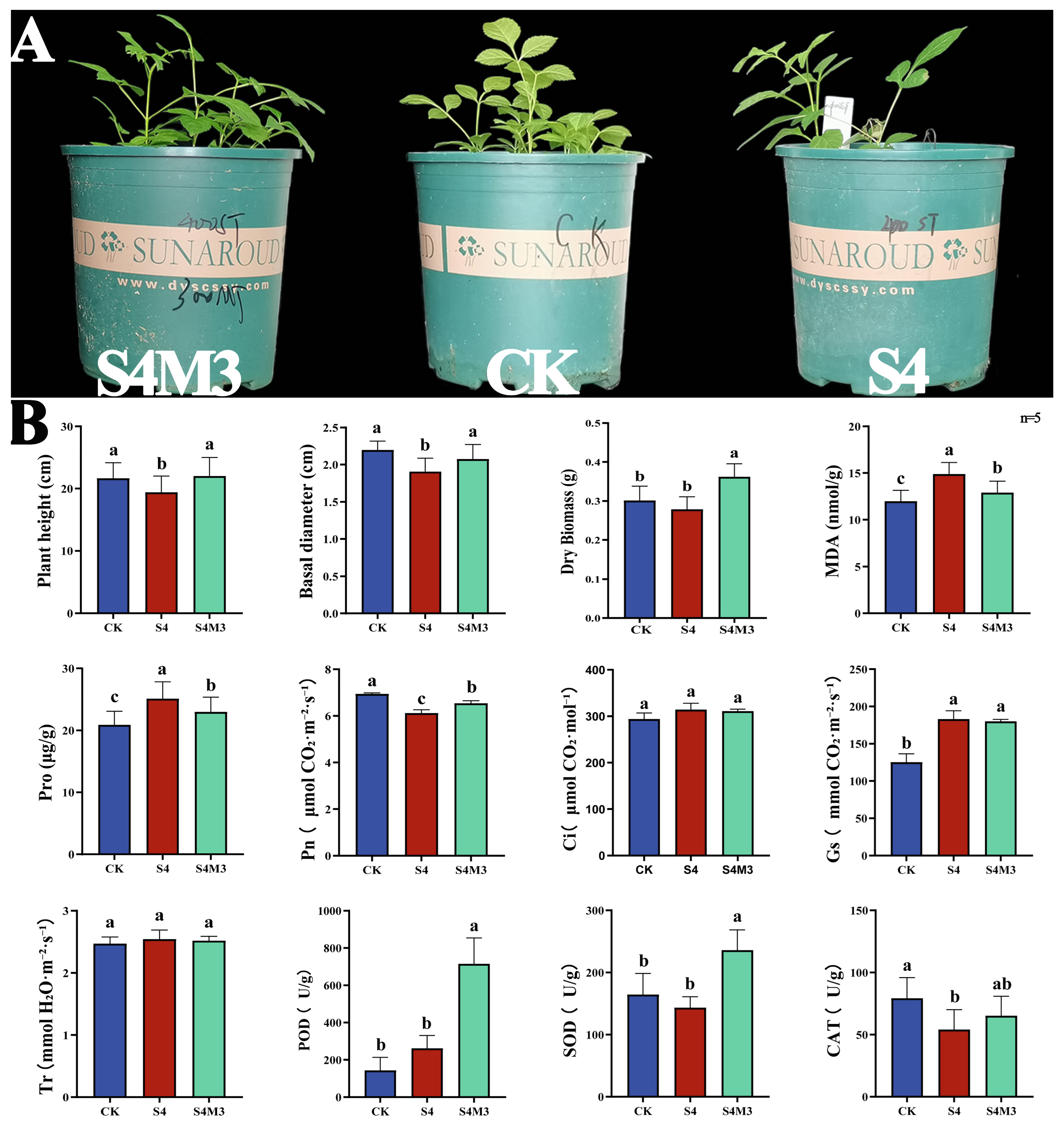 Plants 15 00438 g001 Plants 15 00438 g001