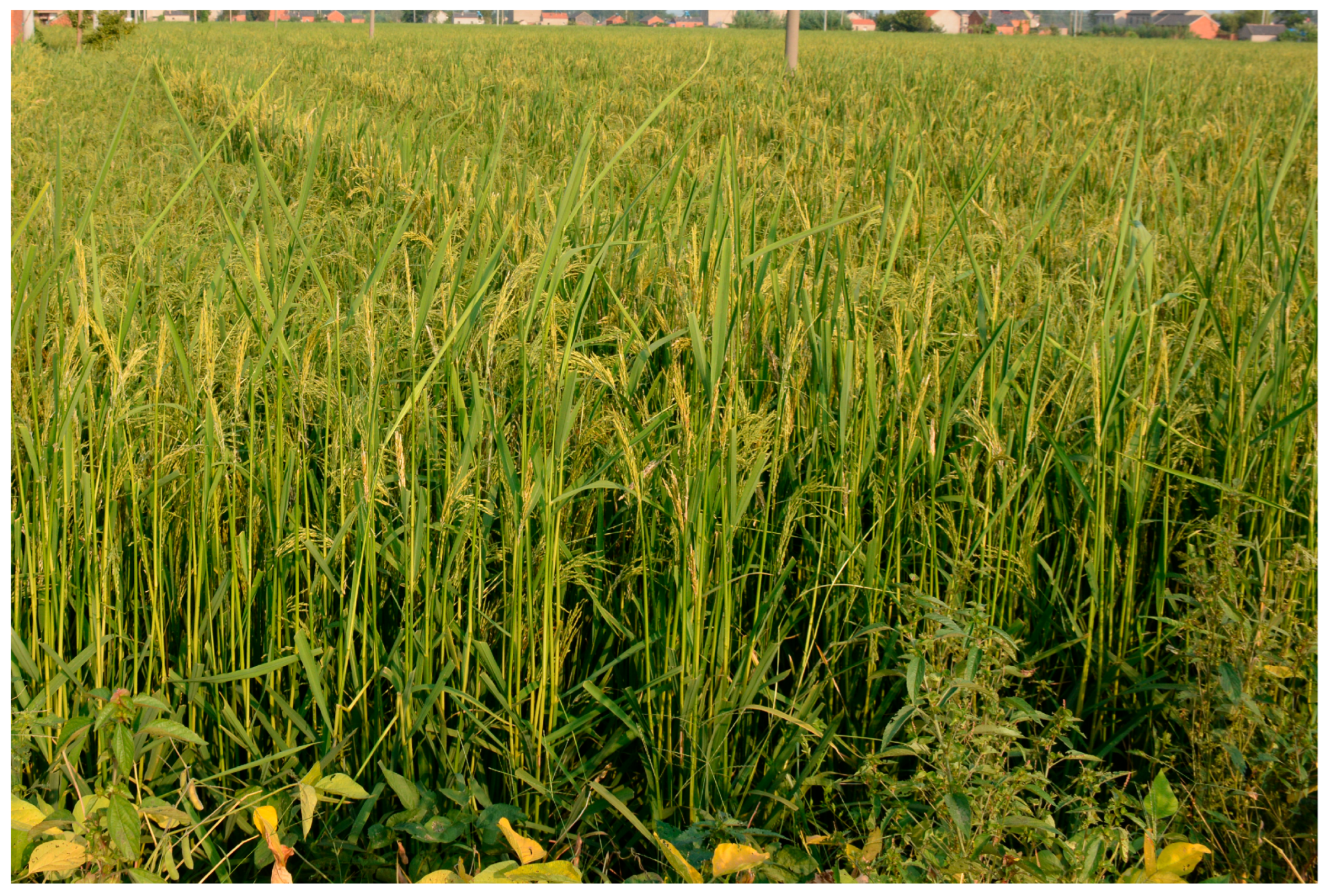 Plants 15 00446 g001 Plants 15 00446 g001