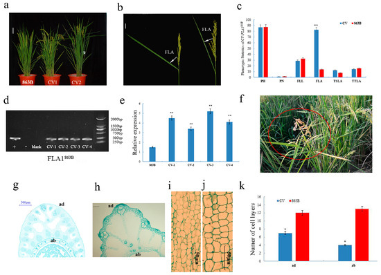 FLA1, Enhancing GA3 Contents in Flag Leaf Lamina Joint, Increases