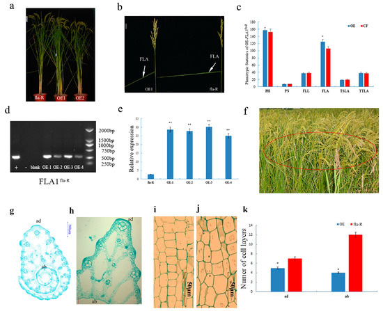 FLA1, Enhancing GA3 Contents in Flag Leaf Lamina Joint, Increases