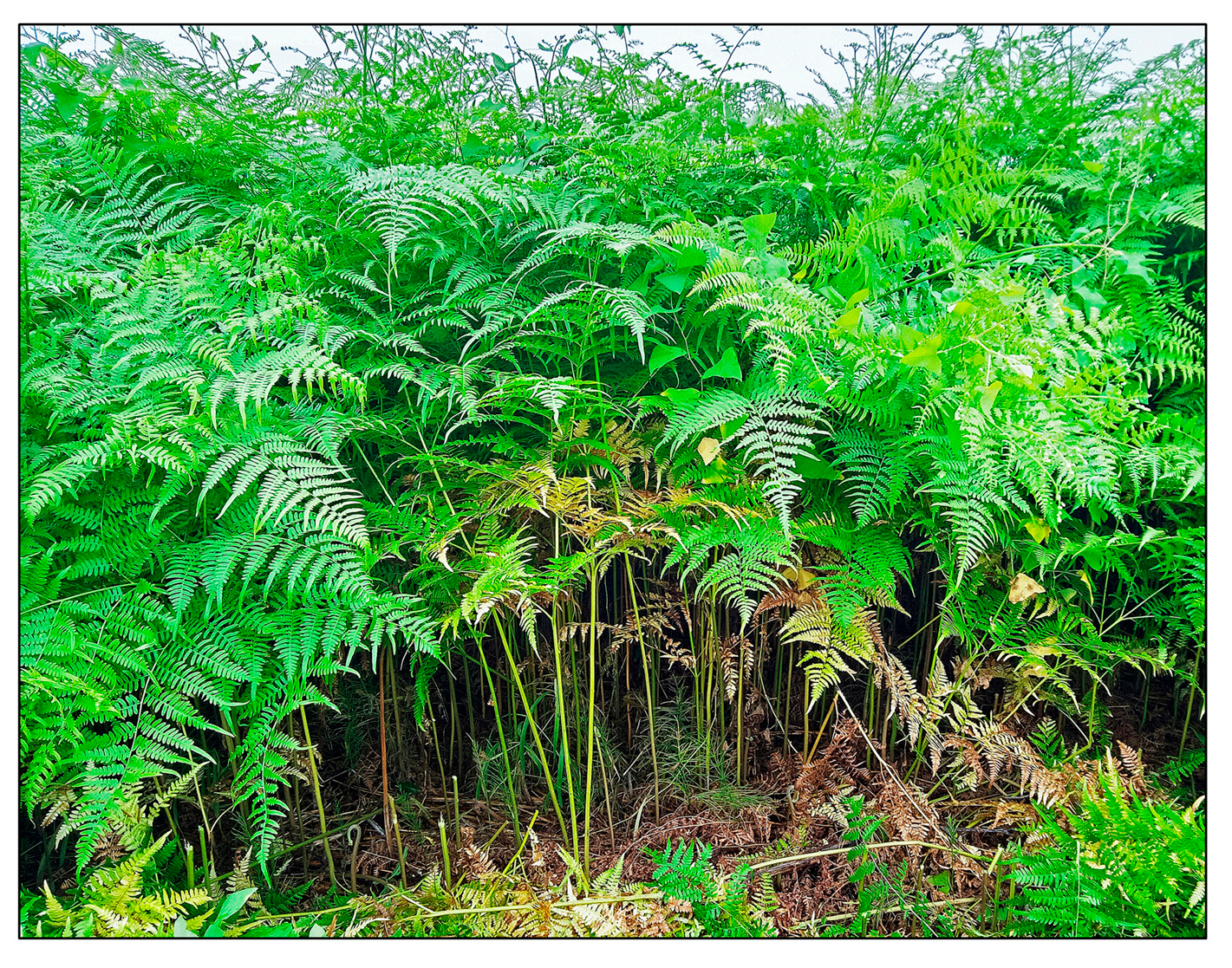 Plants 15 00469 g001 Plants 15 00469 g001