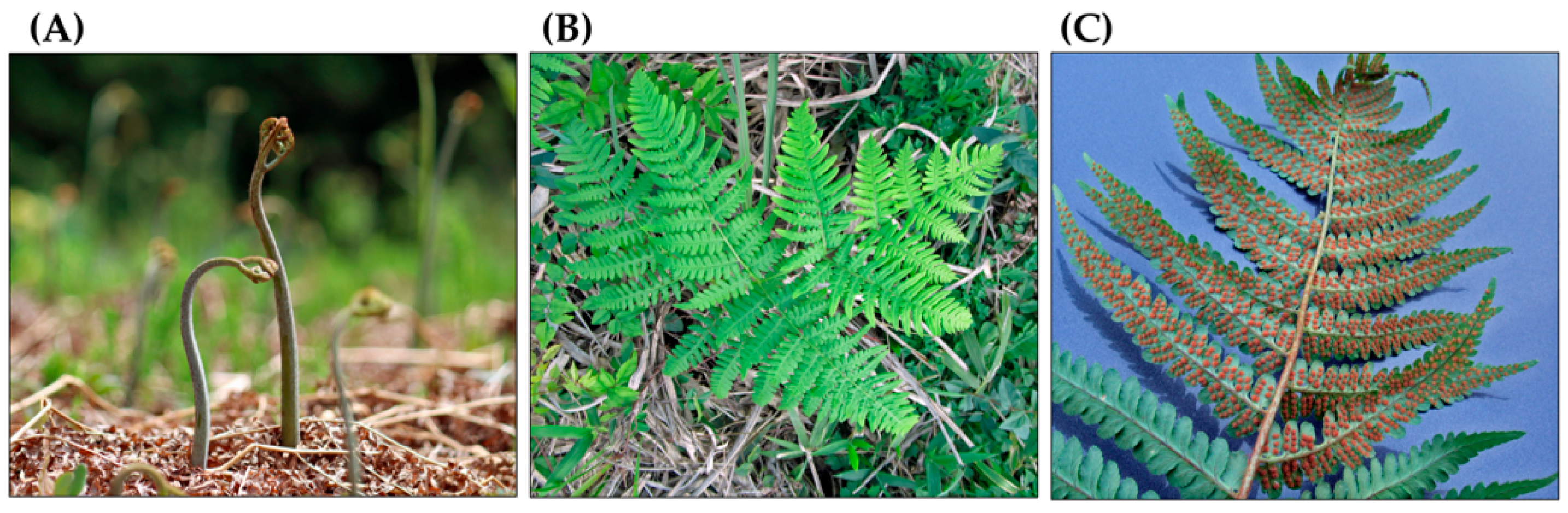 Plants 15 00469 g002 Plants 15 00469 g002