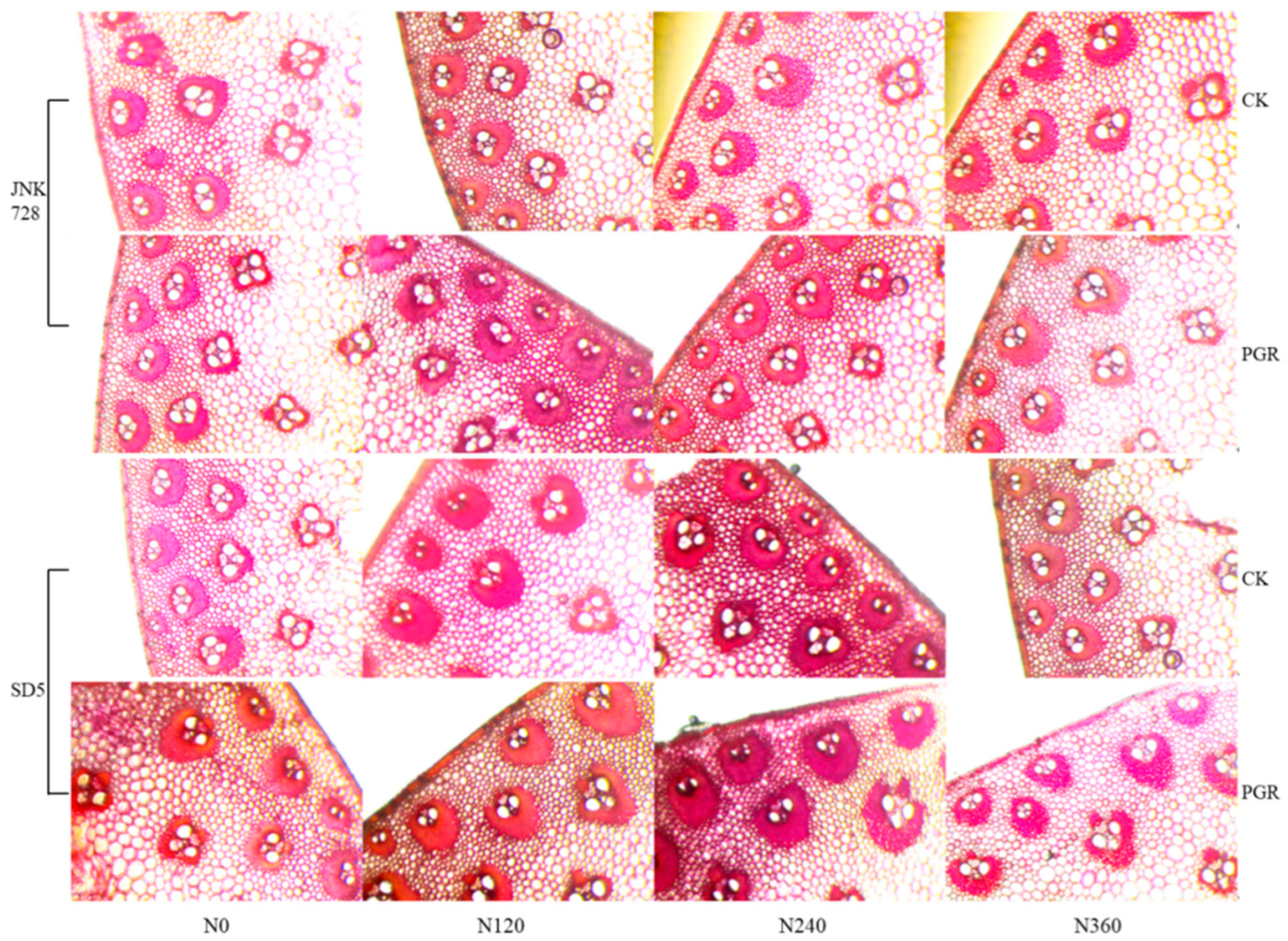 Plants 15 00500 g021 Plants 15 00500 g021