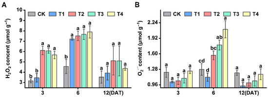 The Effect of Sethoxydim Herbicide on the Physiological Parameters,  Photosynthetic Enzymes and Antioxidant System in Foxtail Millet