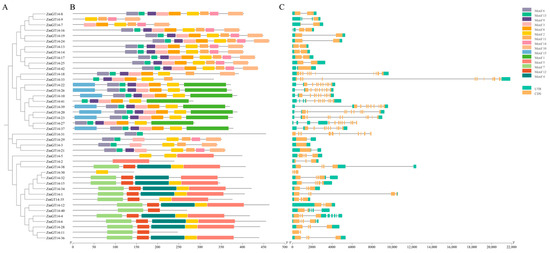 Genome-Wide Identification and Characterization of the Maize