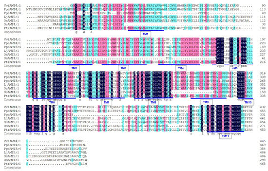 VviAMT4;1 Is a High-Affinity Ammonium Transporter in Table Grape
