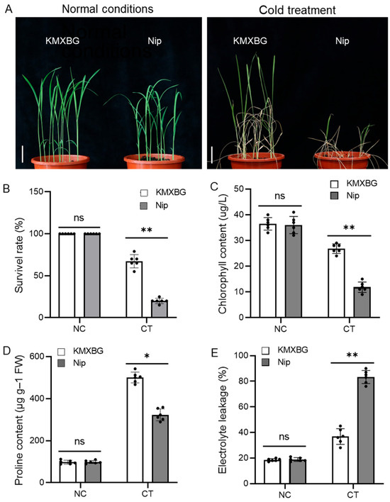 Transcriptome Analysis Identifies OsWRKY26 as a Key Regulator for