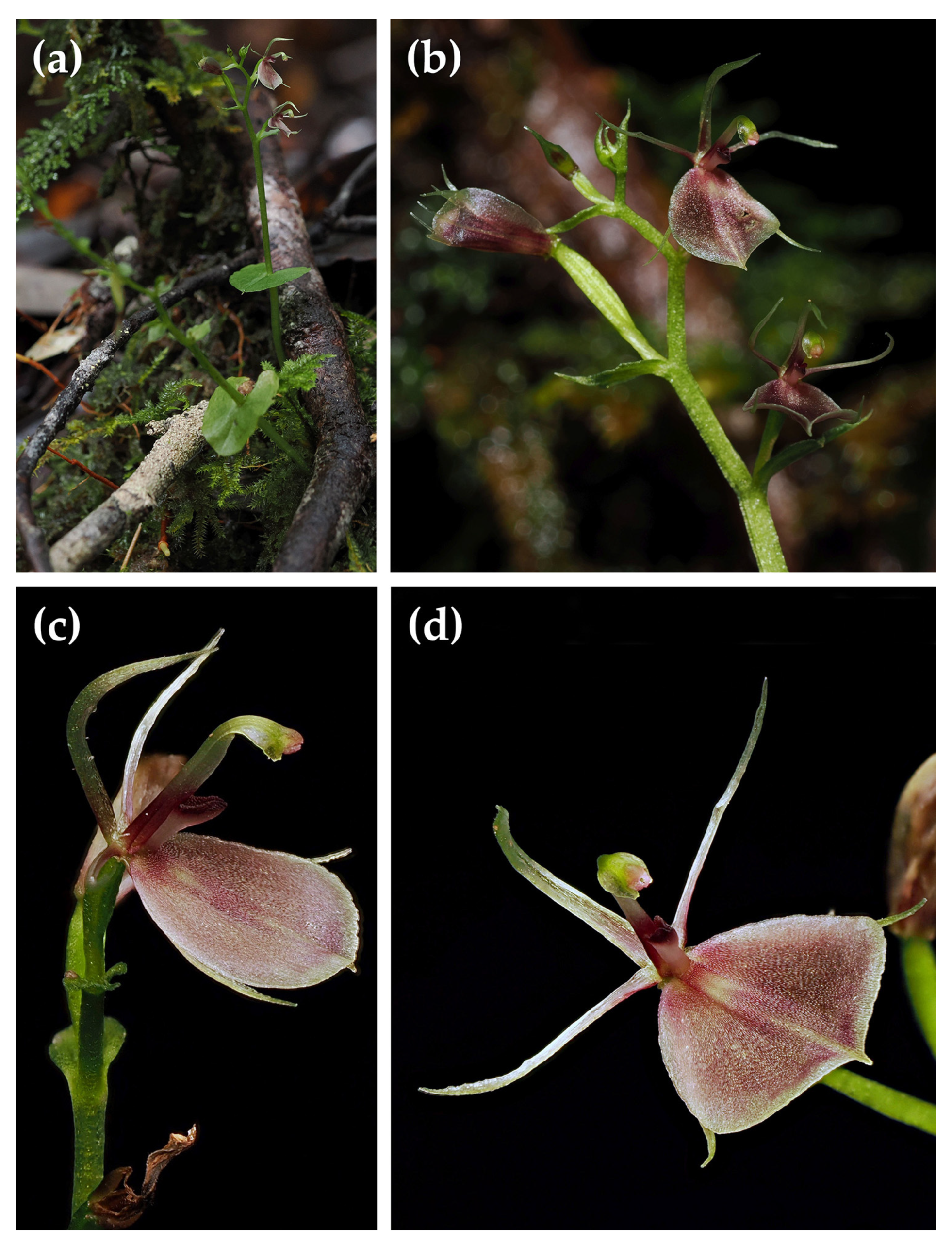 Plants 15 00589 g003