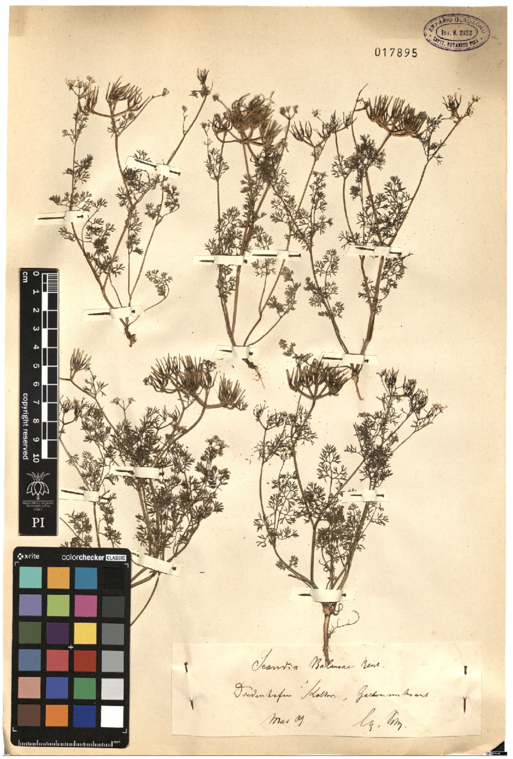 Plants 15 00637 g0a4