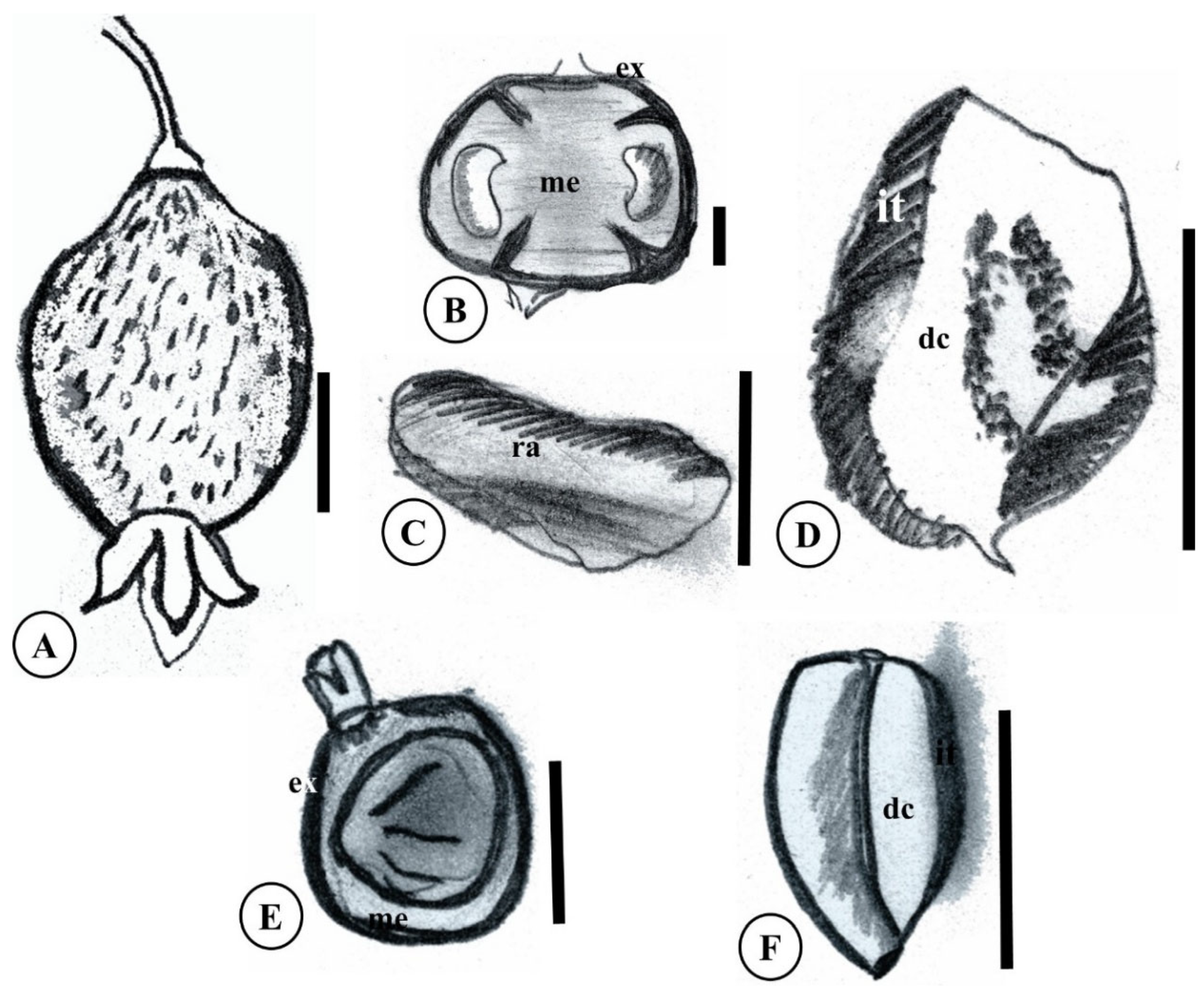 Plants 15 00646 g005