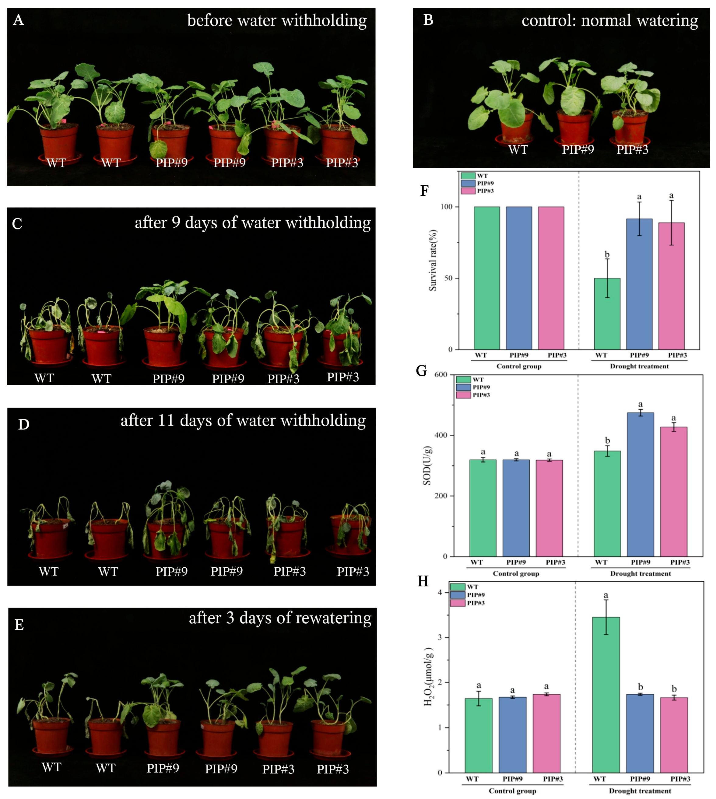 Plants 15 00720 g013 Plants 15 00720 g013