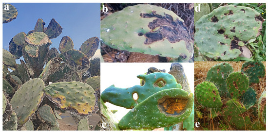 Identification and Biological Control of Fungal Pathogens Associated with  Cactus Pear Diseases in Morocco