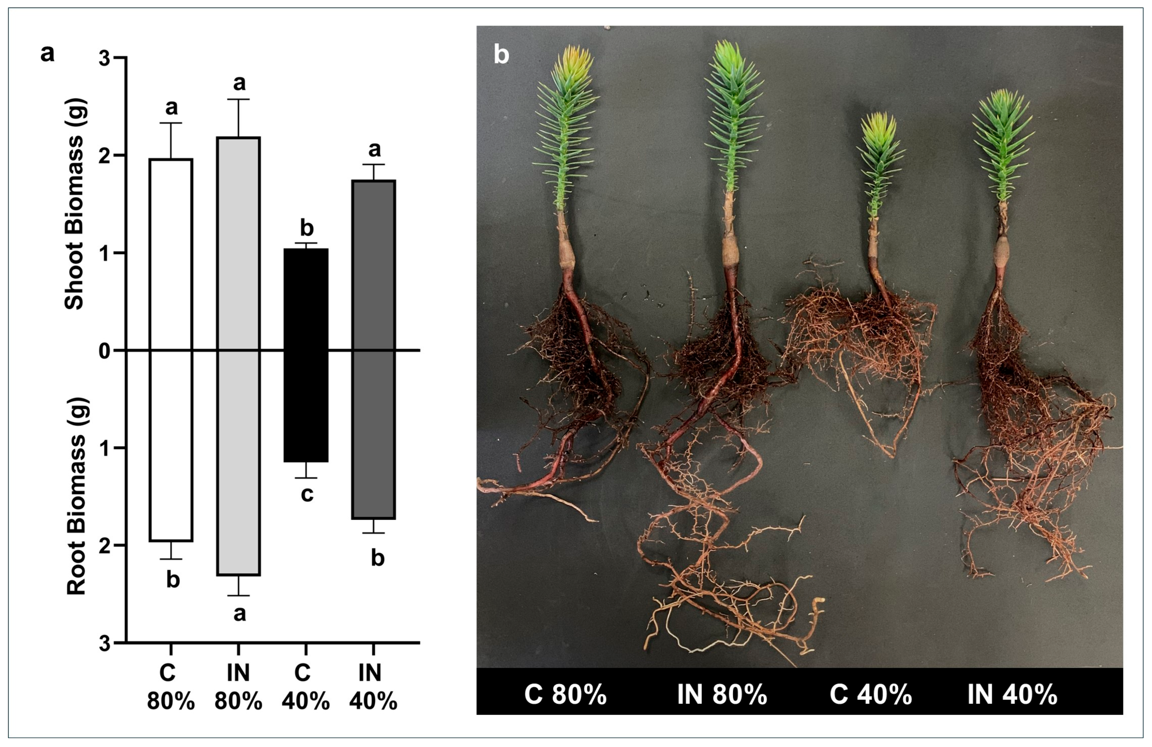 Plants 15 00757 g002