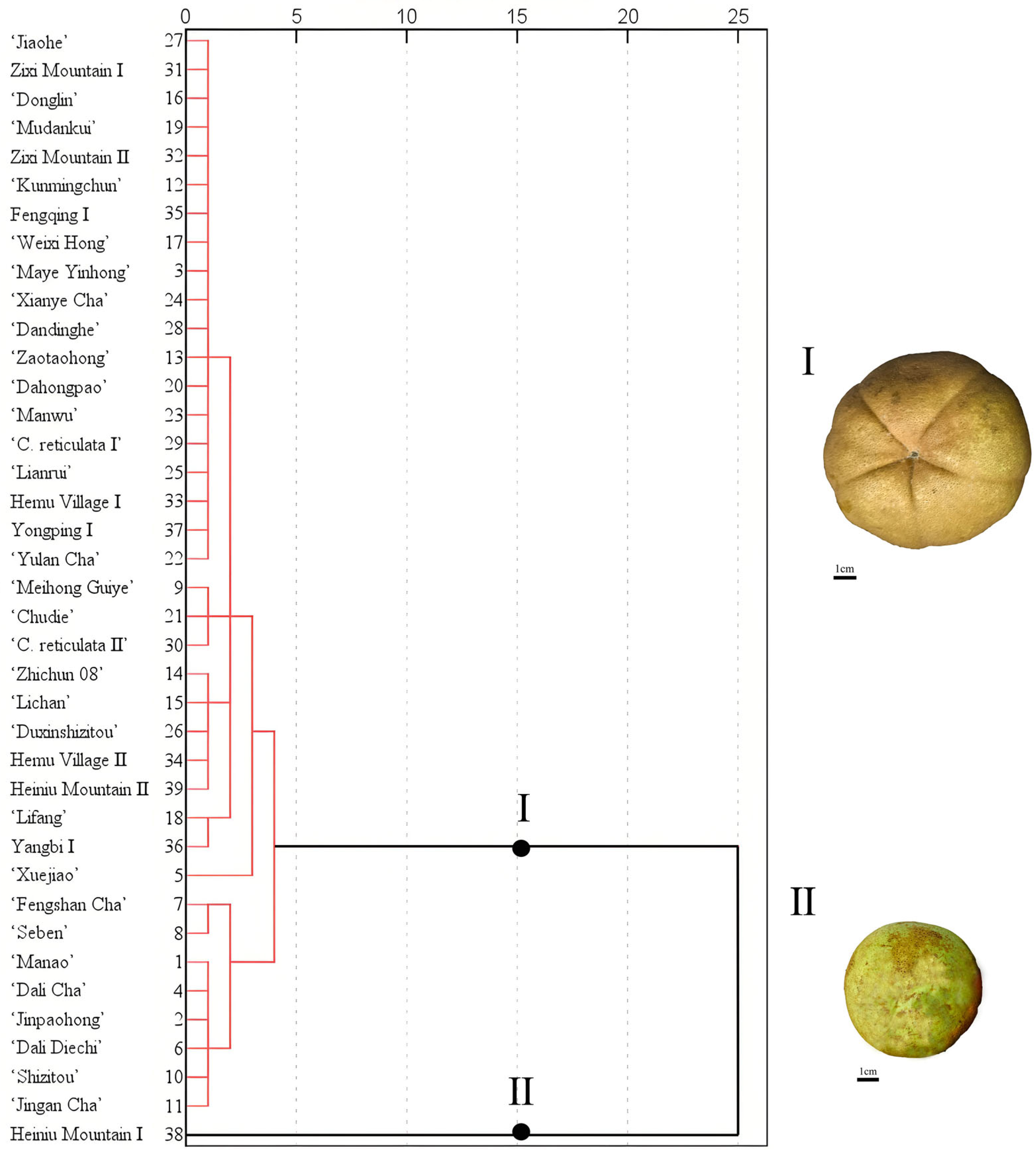 Plants 15 00771 g001