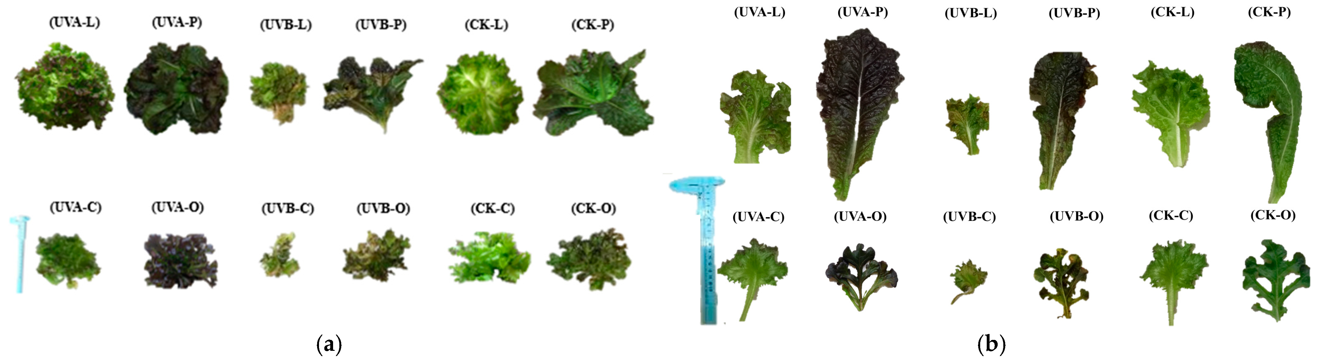 Plants 15 00838 g001
