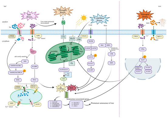 Molecular and Physiological Regulation of Premature Leaf Senescence in Rice