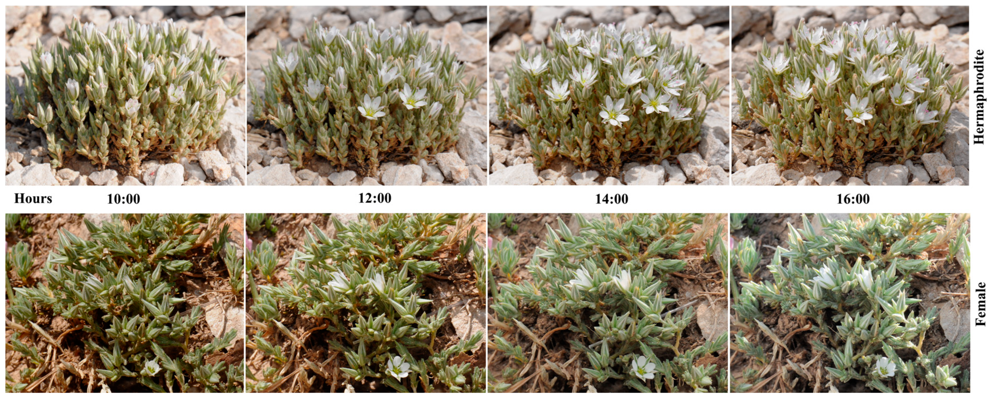 Plants 15 00913 g005