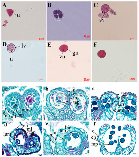 Microscopic Microspores