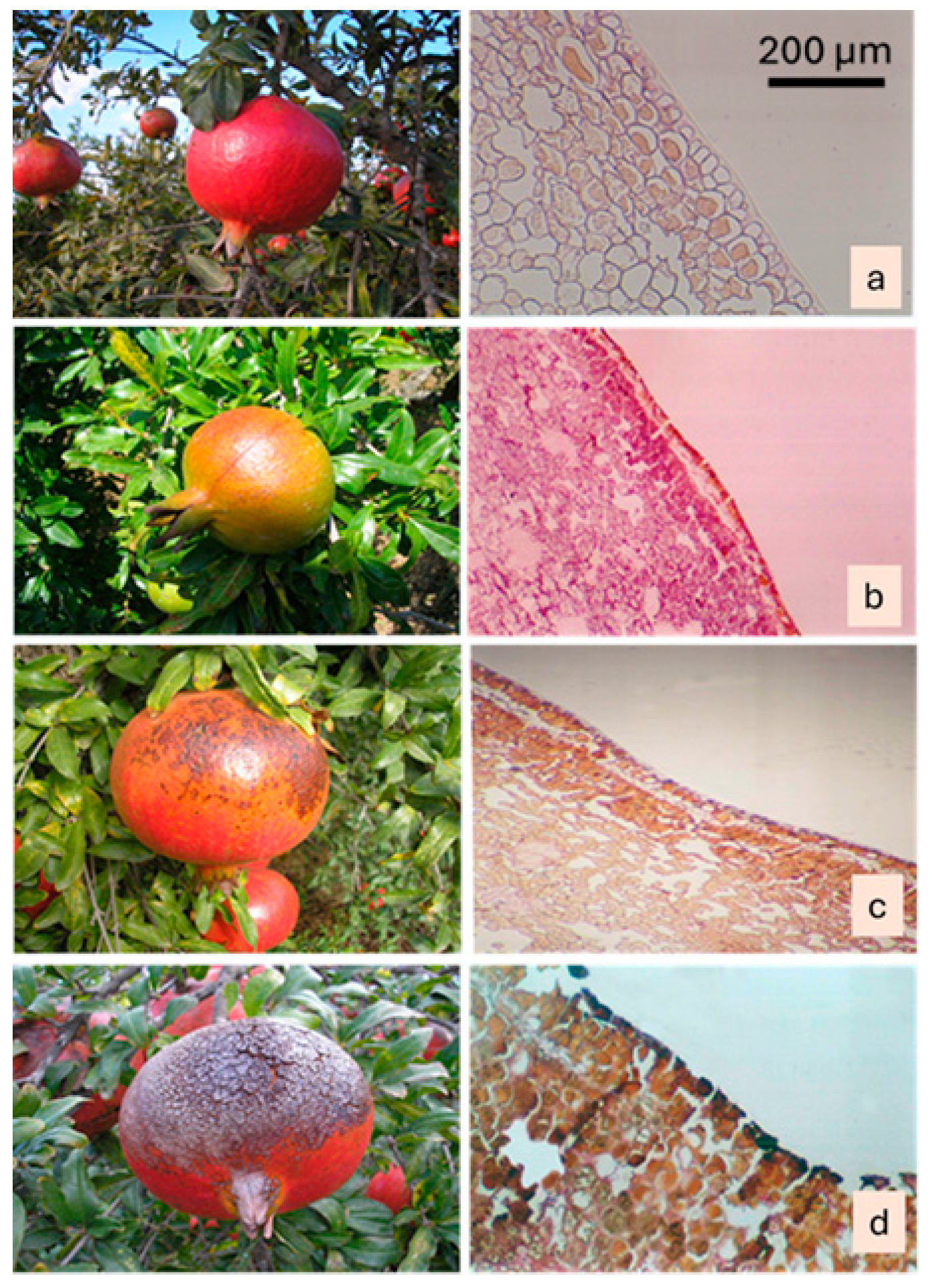Plants 15 00987 g006