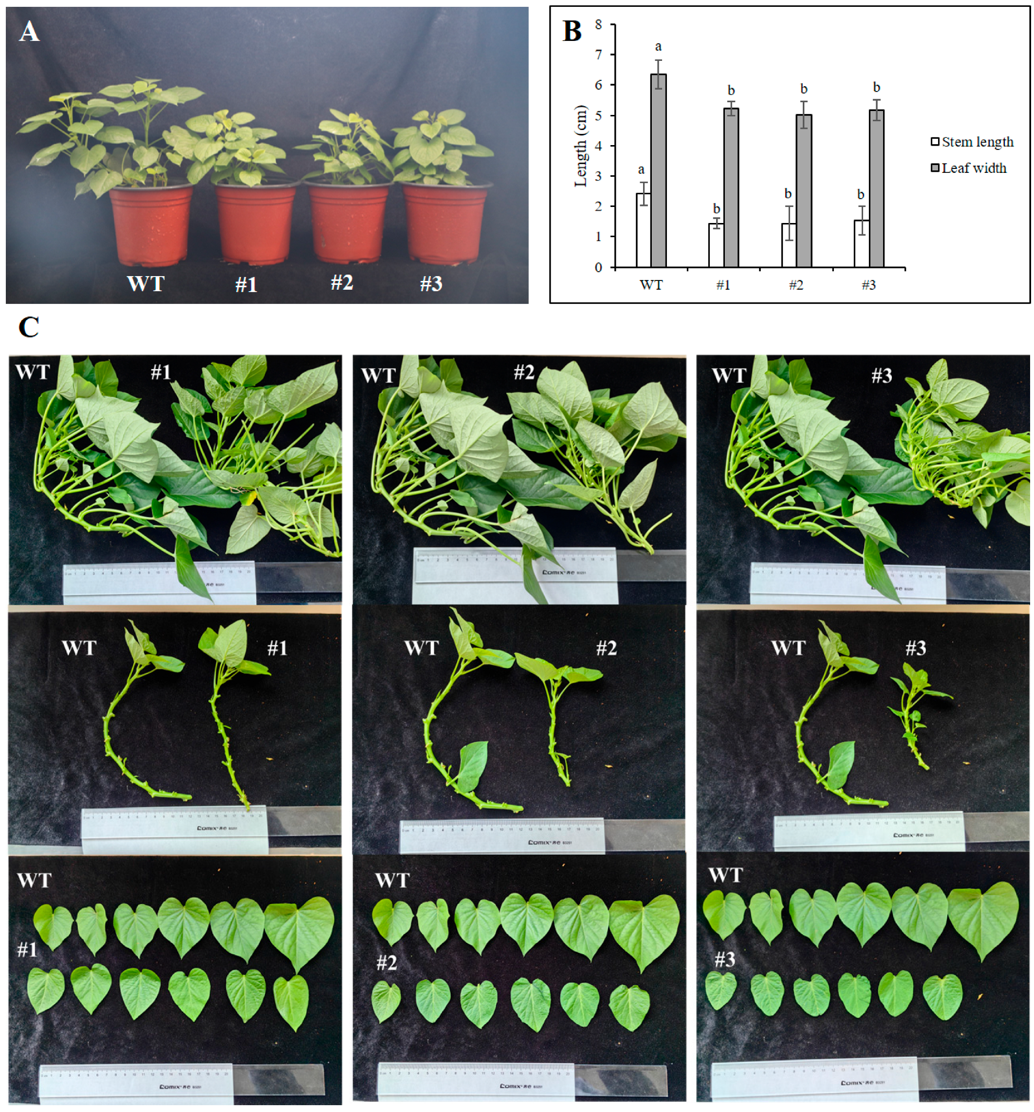 Plants 15 01135 g005