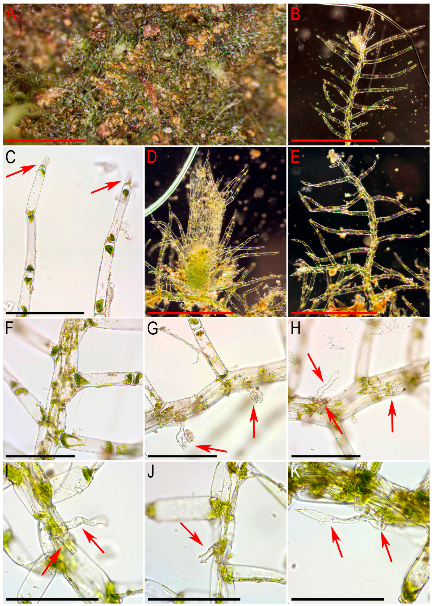 Plants 15 01136 g001